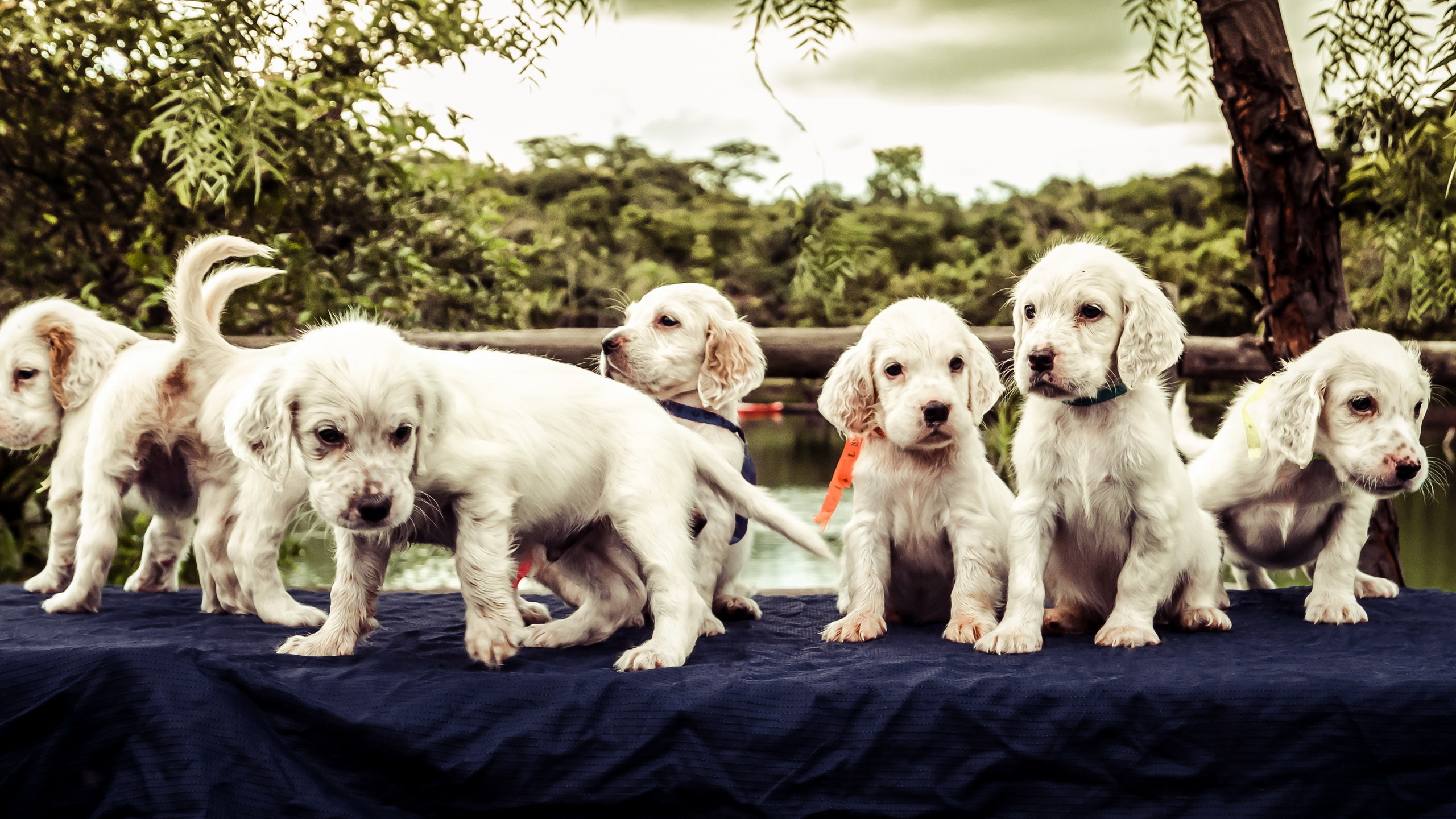 Обои английский сеттер, собака породы, щенок, собака компаньон, пес в разрешении 2560x1440