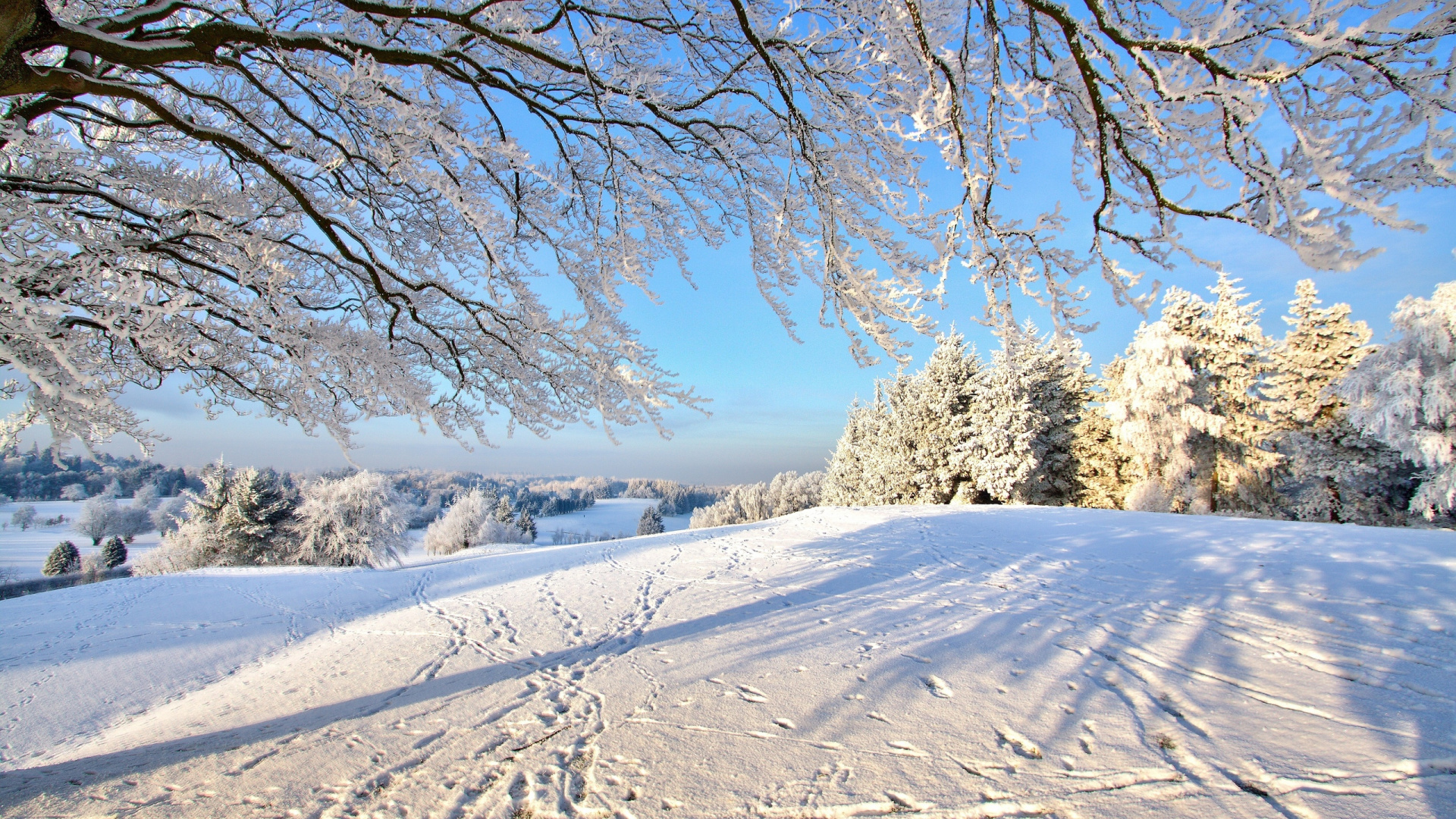 Обои снег, зима, дерево, замораживание, мороз в разрешении 1920x1080