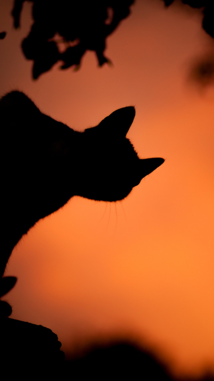 Обои яблоко, ios, Apple Watch, атмосфера, кот в разрешении 720x1280