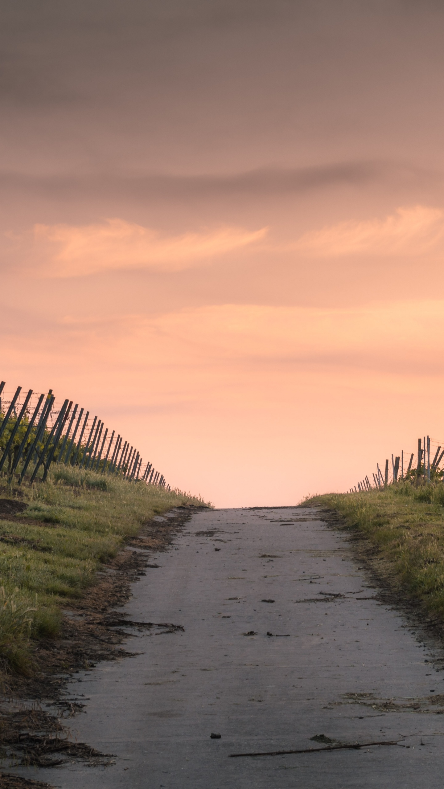 Обои узкая дорога, дорога, облако, растение, природный ландшафт в разрешении 1440x2560