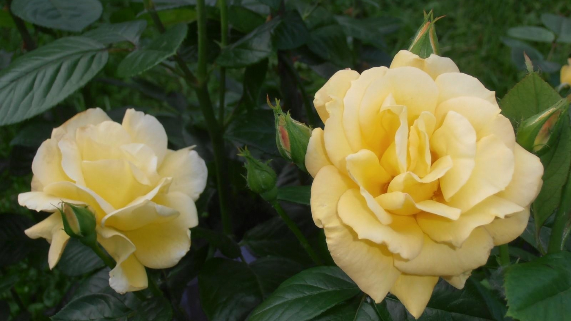 Обои флорибунда, сад роз, цветковое растение, лепесток, семья Роуз в разрешении 1920x1080