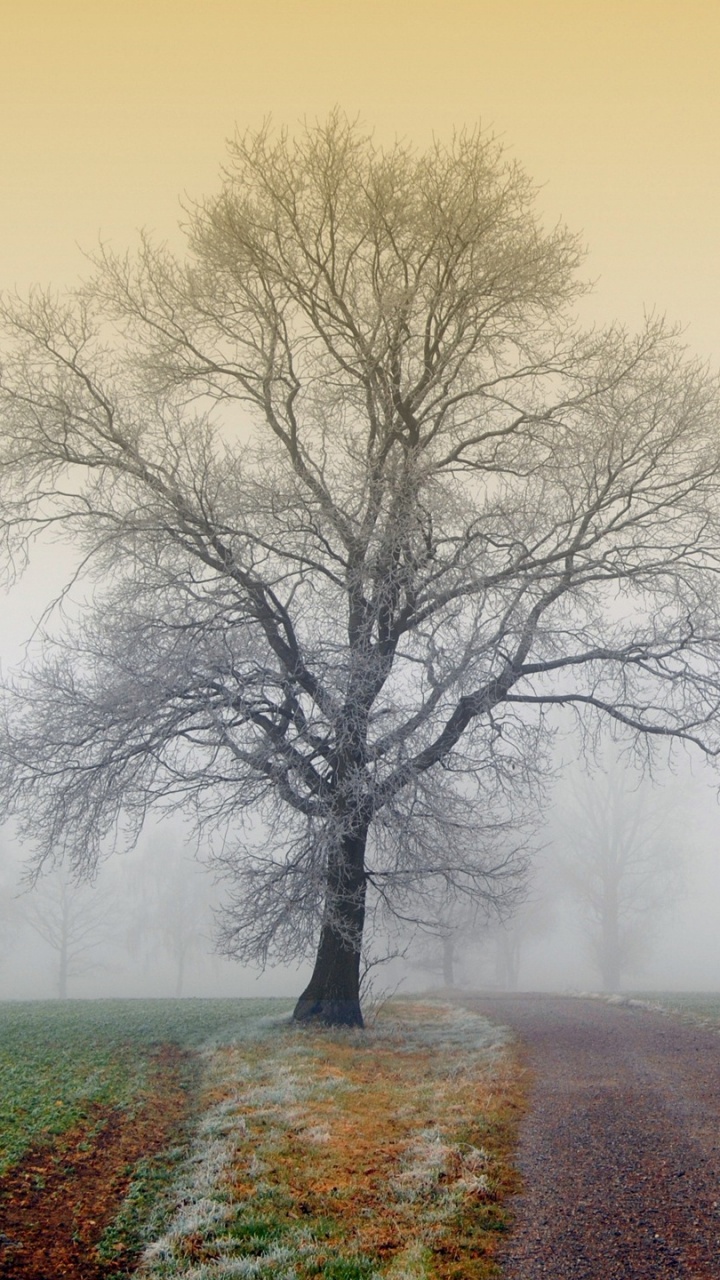 Обои дымка, туман, дерево, утро, атмосфера в разрешении 720x1280