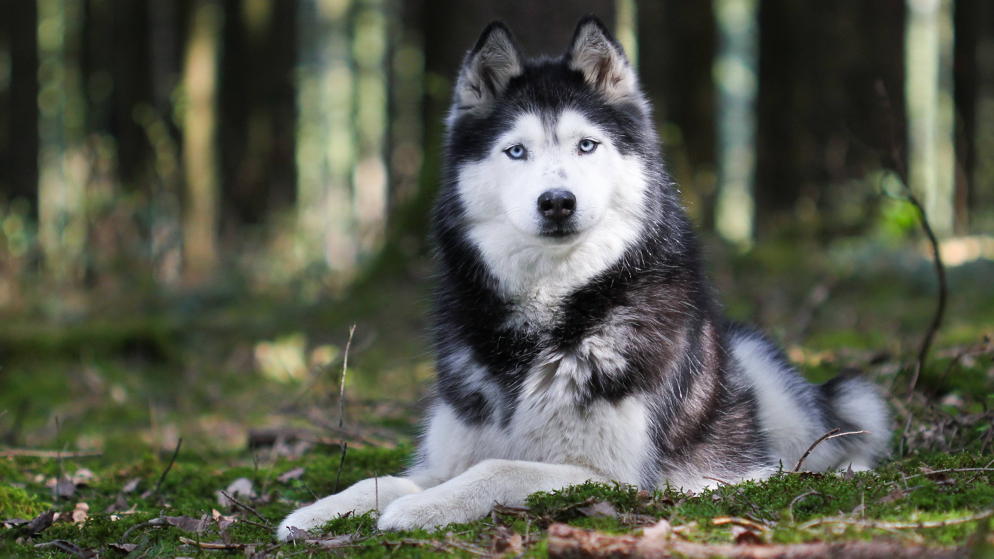 Обои Себирская Хаски, щенок, пес, Псовые, аляскинский маламут в разрешении 3840x2160