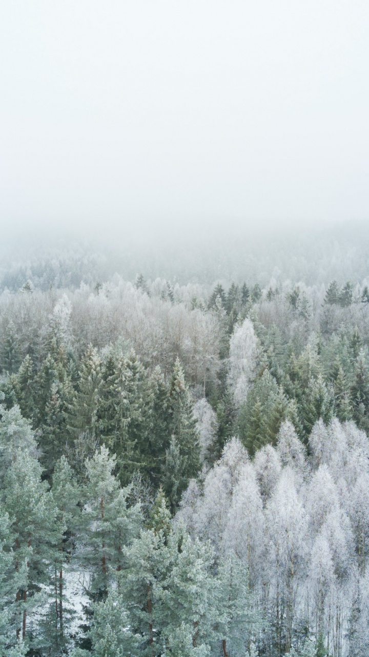 Обои растительное сообщество, природный ландшафт, растение, дерево, ветвь в разрешении 720x1280