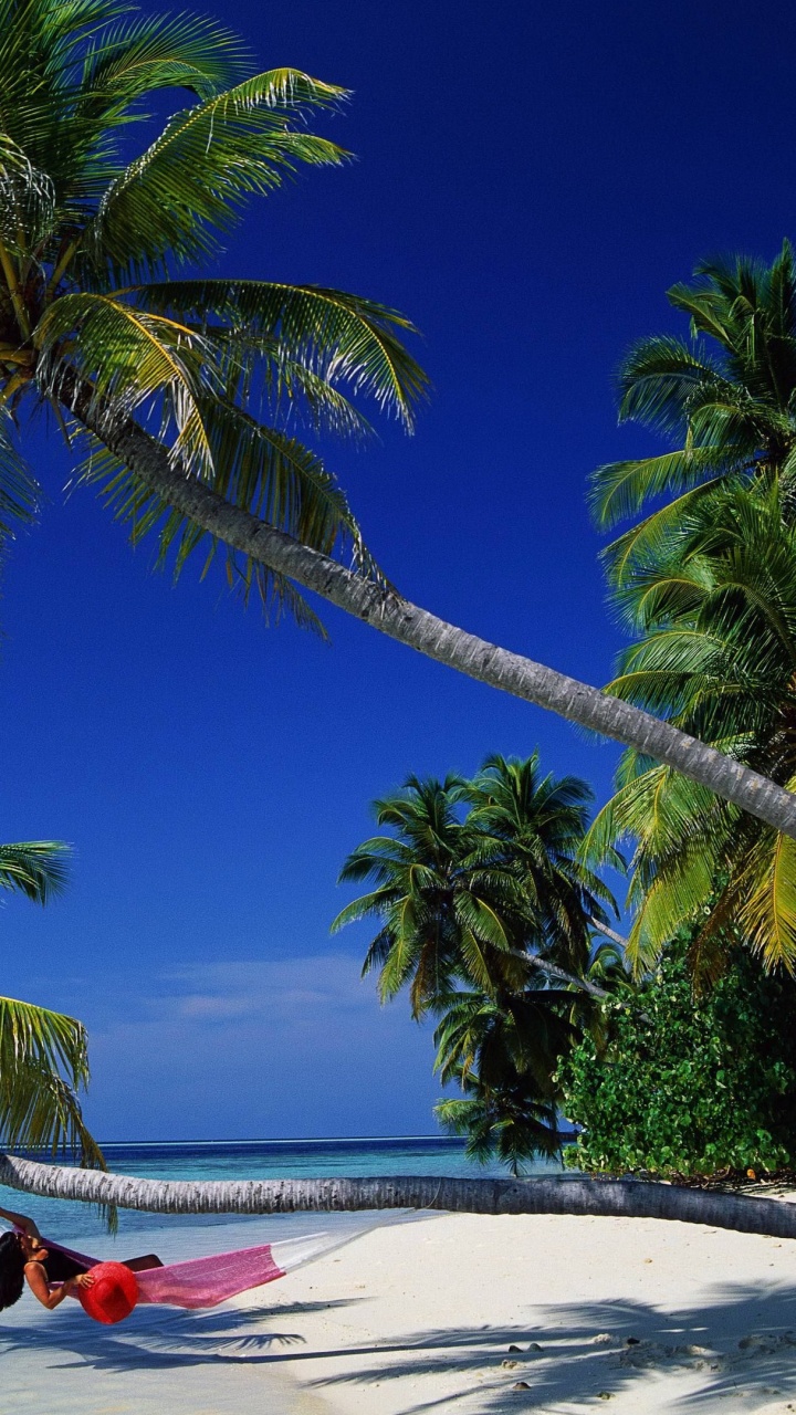 Обои тропическая зона, дерево, Пальма, Карибский бассейн, отпуск в разрешении 720x1280