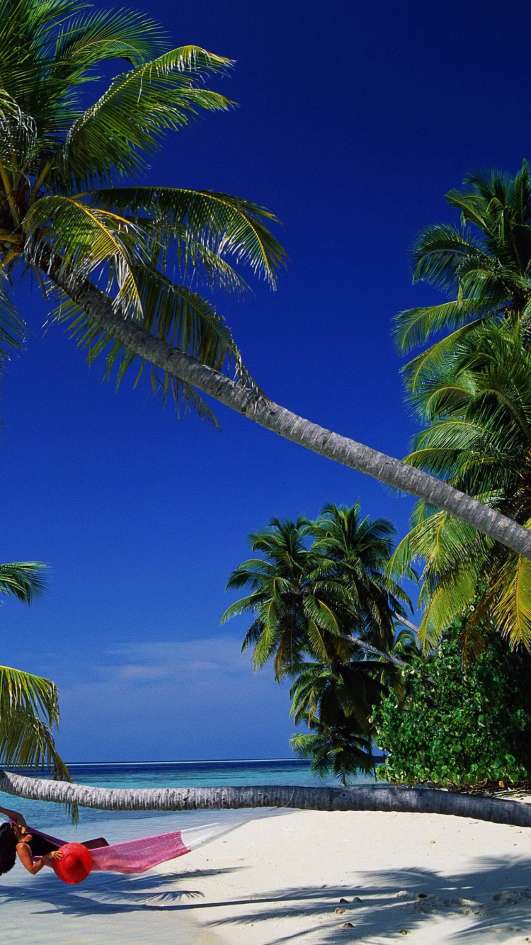 Обои тропическая зона, дерево, Пальма, Карибский бассейн, отпуск в разрешении 750x1334