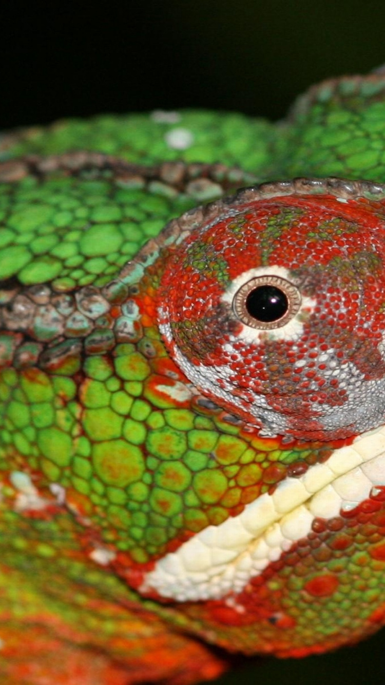 Обои хамелеоны, пресмыкающееся, ящерица, масштабных рептилий, iguania в разрешении 750x1334