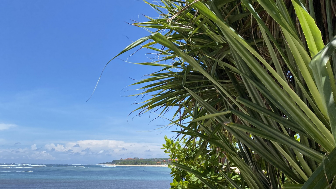 Обои трава, вода, пальмовые рощи, океан, лазурный в разрешении 1366x768