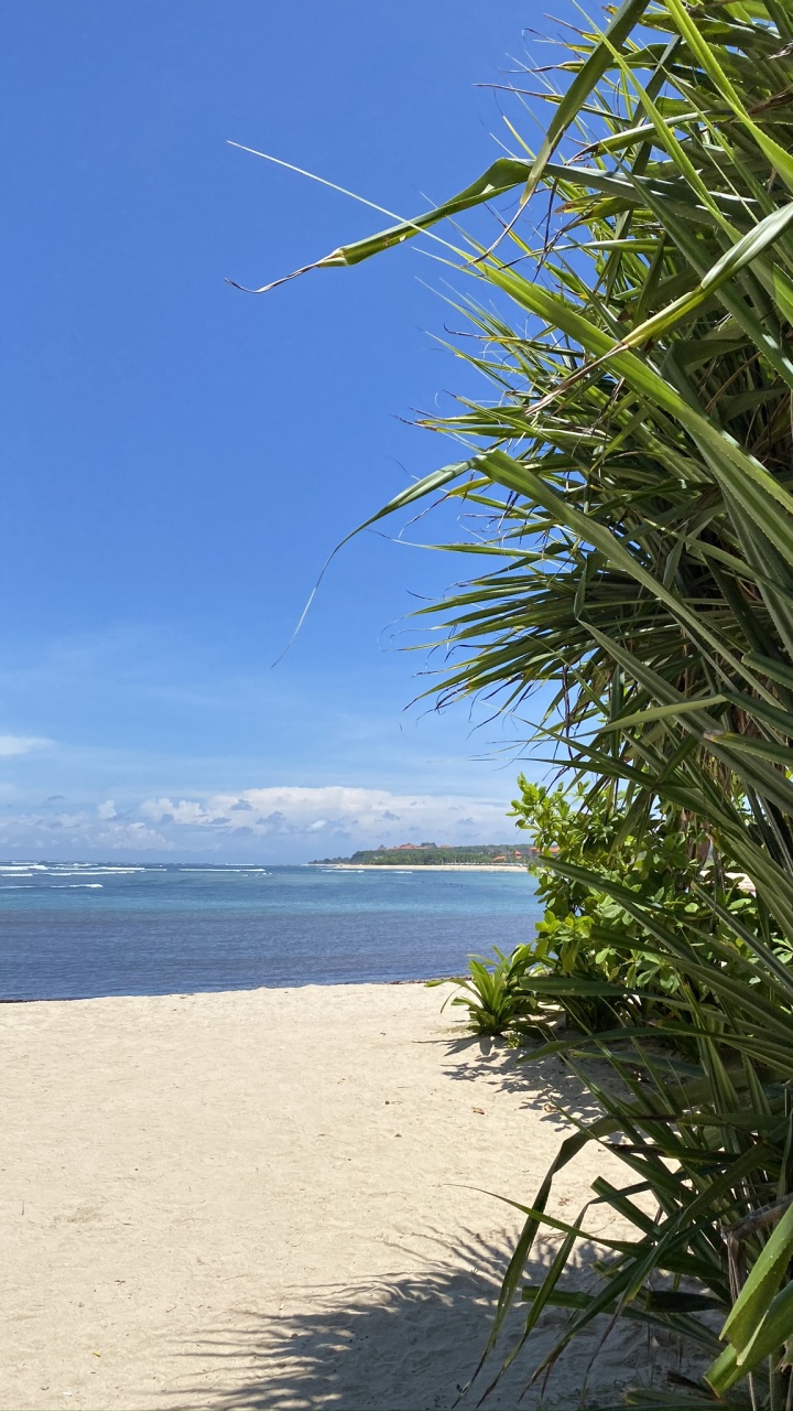 Обои трава, вода, пальмовые рощи, океан, лазурный в разрешении 720x1280