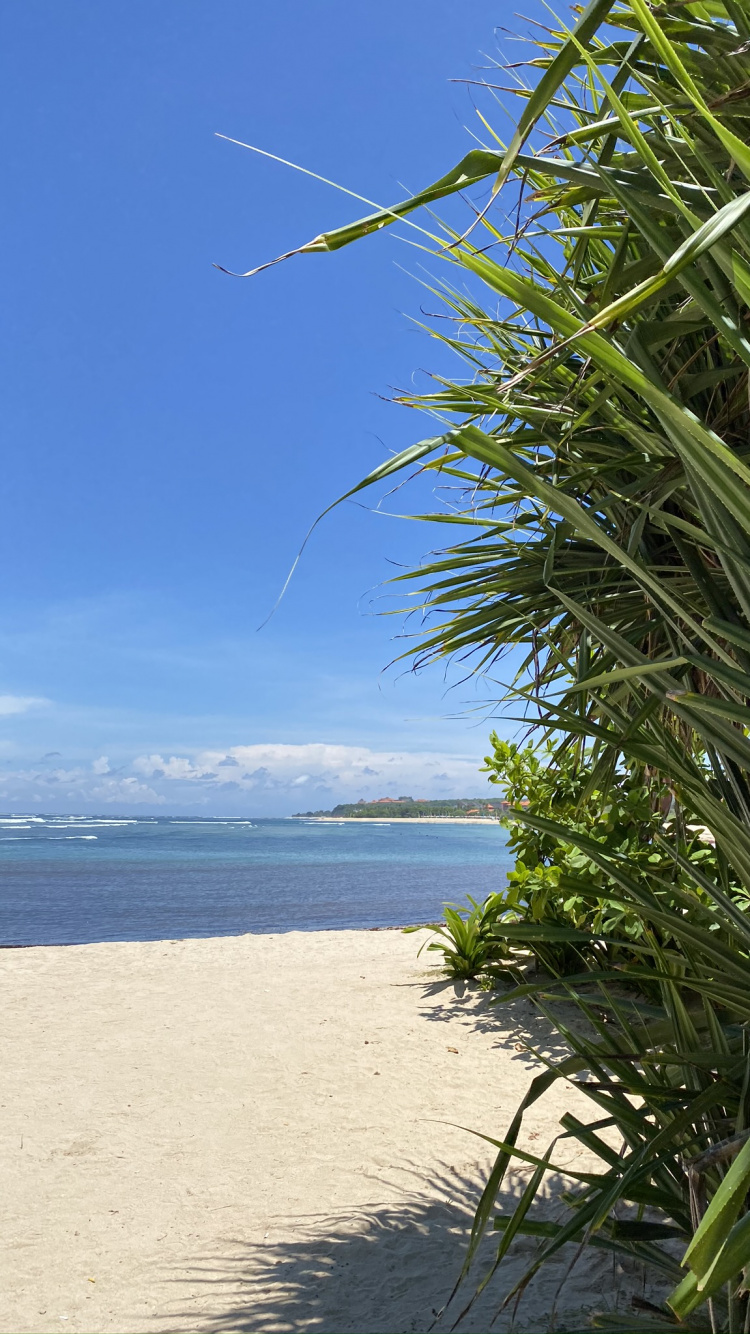 Обои трава, вода, пальмовые рощи, океан, лазурный в разрешении 750x1334