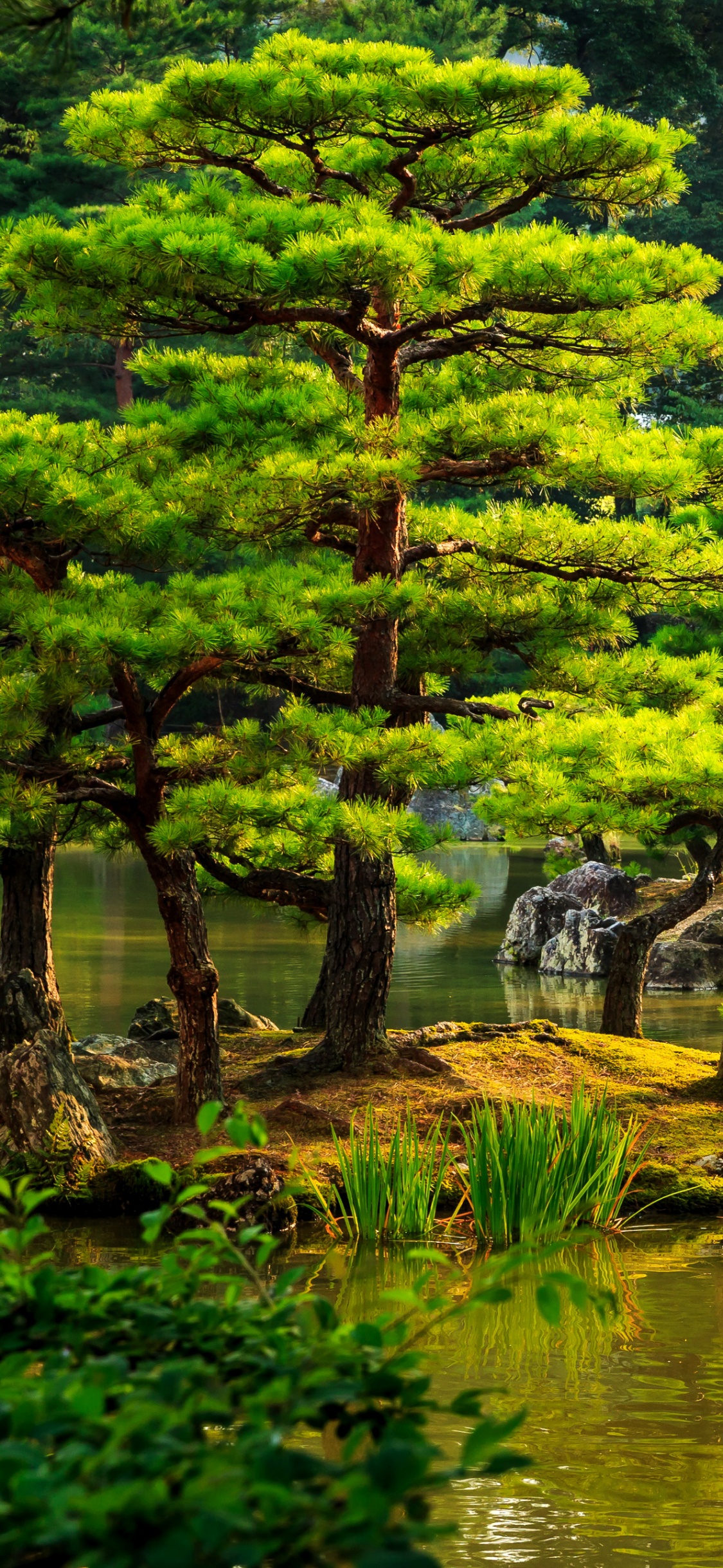 Обои японский сад, сад, природа, дерево, растительность в разрешении 1125x2436