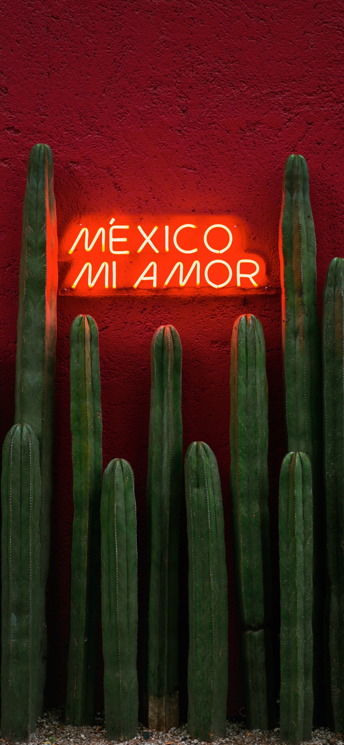 Обои зеленый, цереус, кактус, Сан-Педро кактус, растение в разрешении 1125x2436