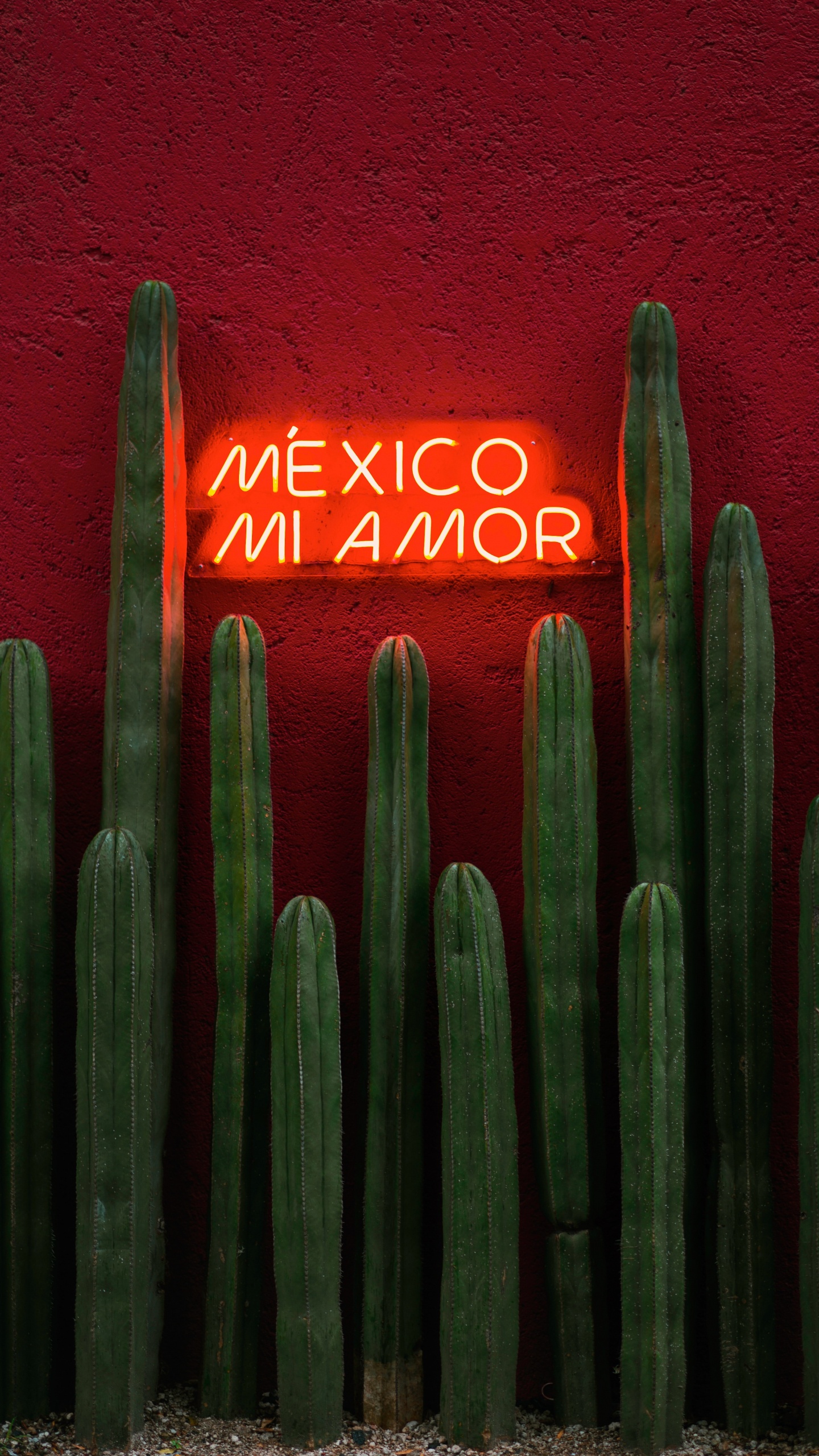 Обои зеленый, цереус, кактус, Сан-Педро кактус, растение в разрешении 1440x2560