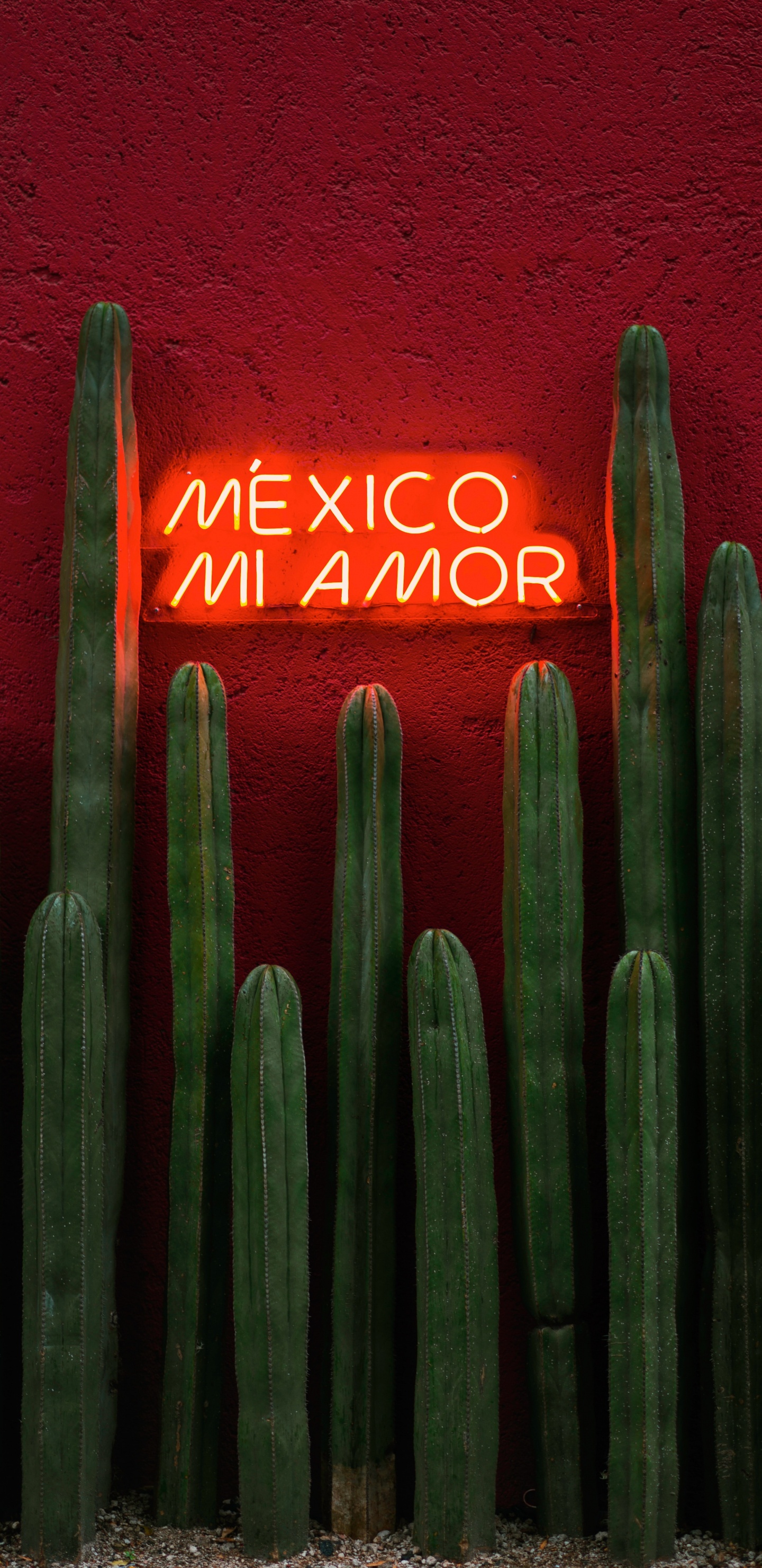 Обои зеленый, цереус, кактус, Сан-Педро кактус, растение в разрешении 1440x2960