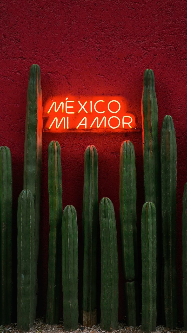 Обои зеленый, цереус, кактус, Сан-Педро кактус, растение в разрешении 720x1280