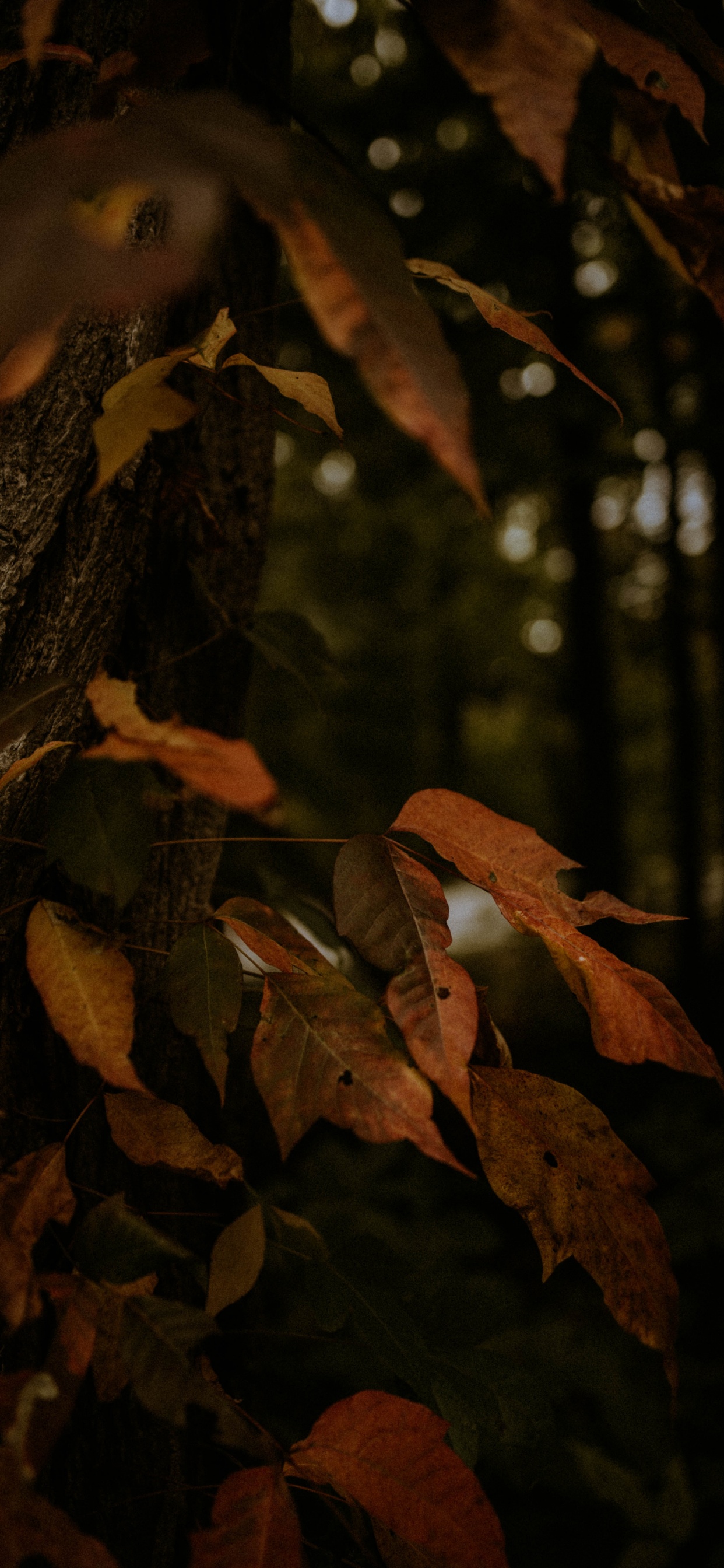 Обои листопадные, растение, лист, крупный план, окружающая среда в разрешении 1242x2688