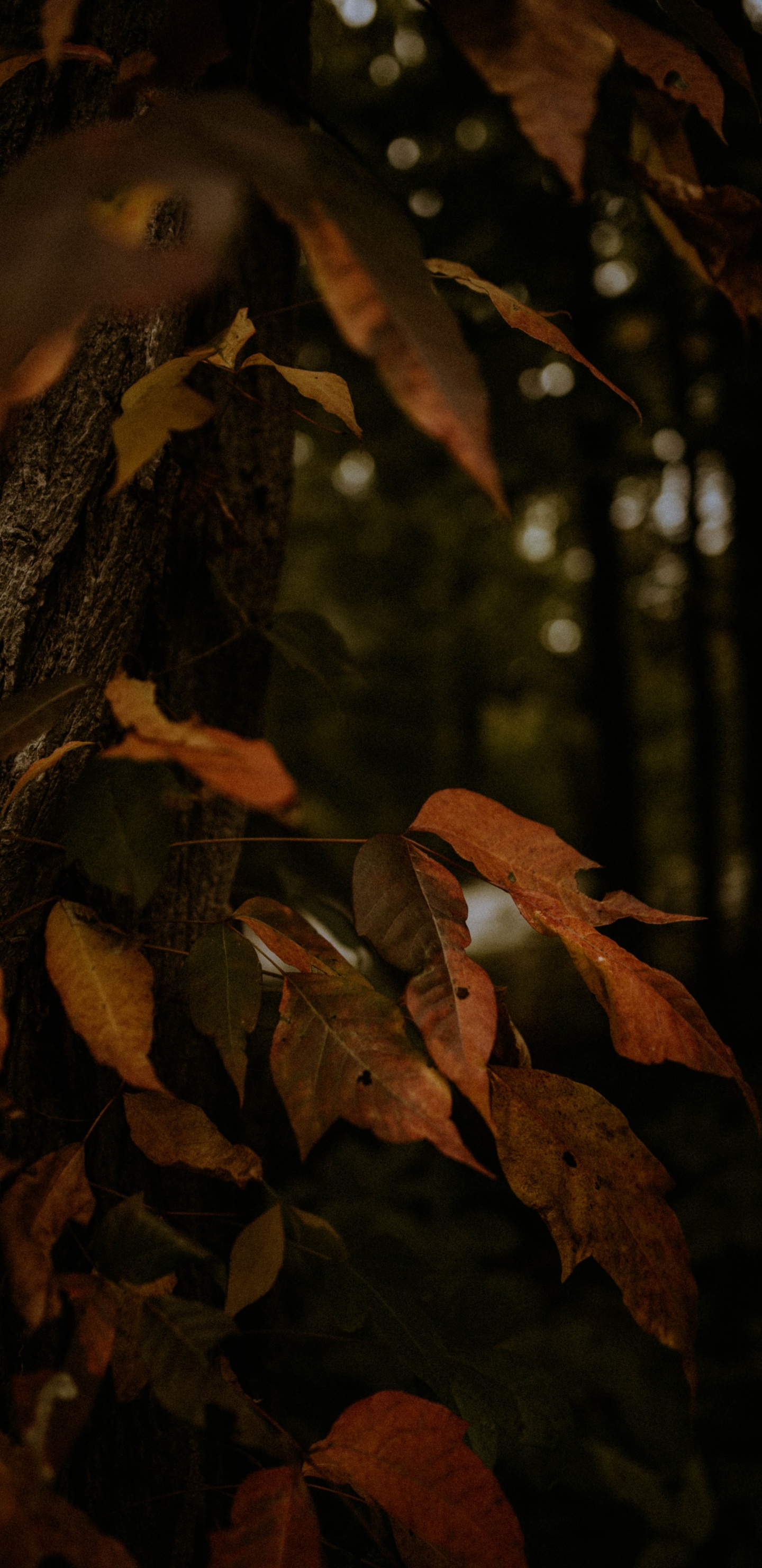 Обои листопадные, растение, лист, крупный план, окружающая среда в разрешении 1440x2960