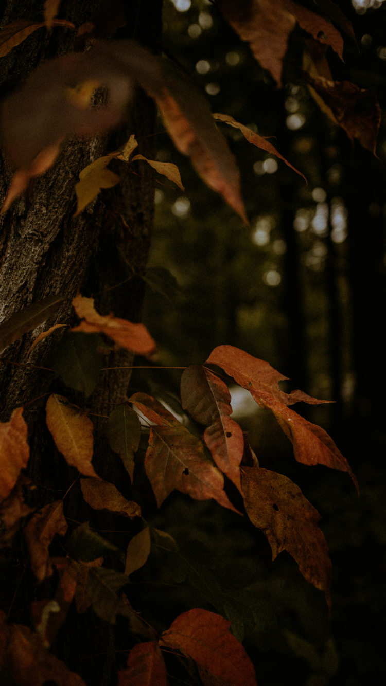 Обои листопадные, растение, лист, крупный план, окружающая среда в разрешении 750x1334