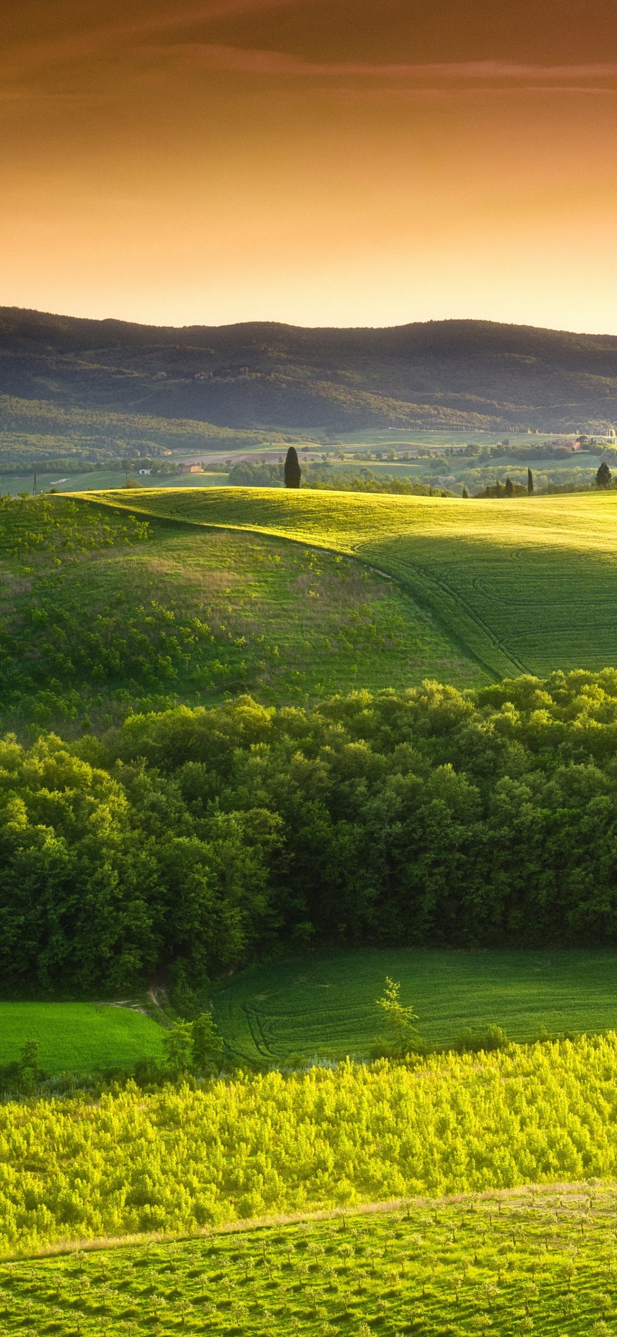 Обои Тоскана поля, Тоскана, природа, холм, поле в разрешении 1242x2688