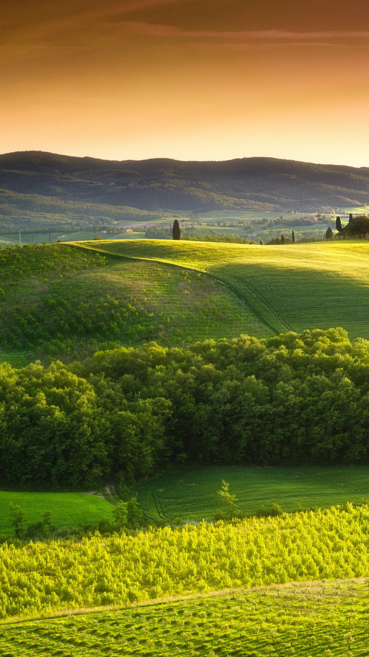 Обои Тоскана поля, Тоскана, природа, холм, поле в разрешении 750x1334