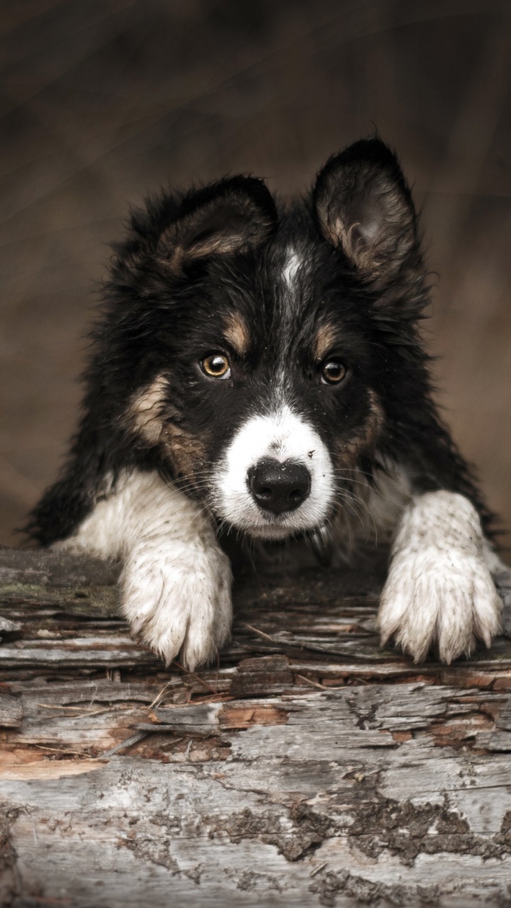 Обои датский дог, бордер колли, бигль, Себирская Хаски, колли длинношёрстный в разрешении 720x1280