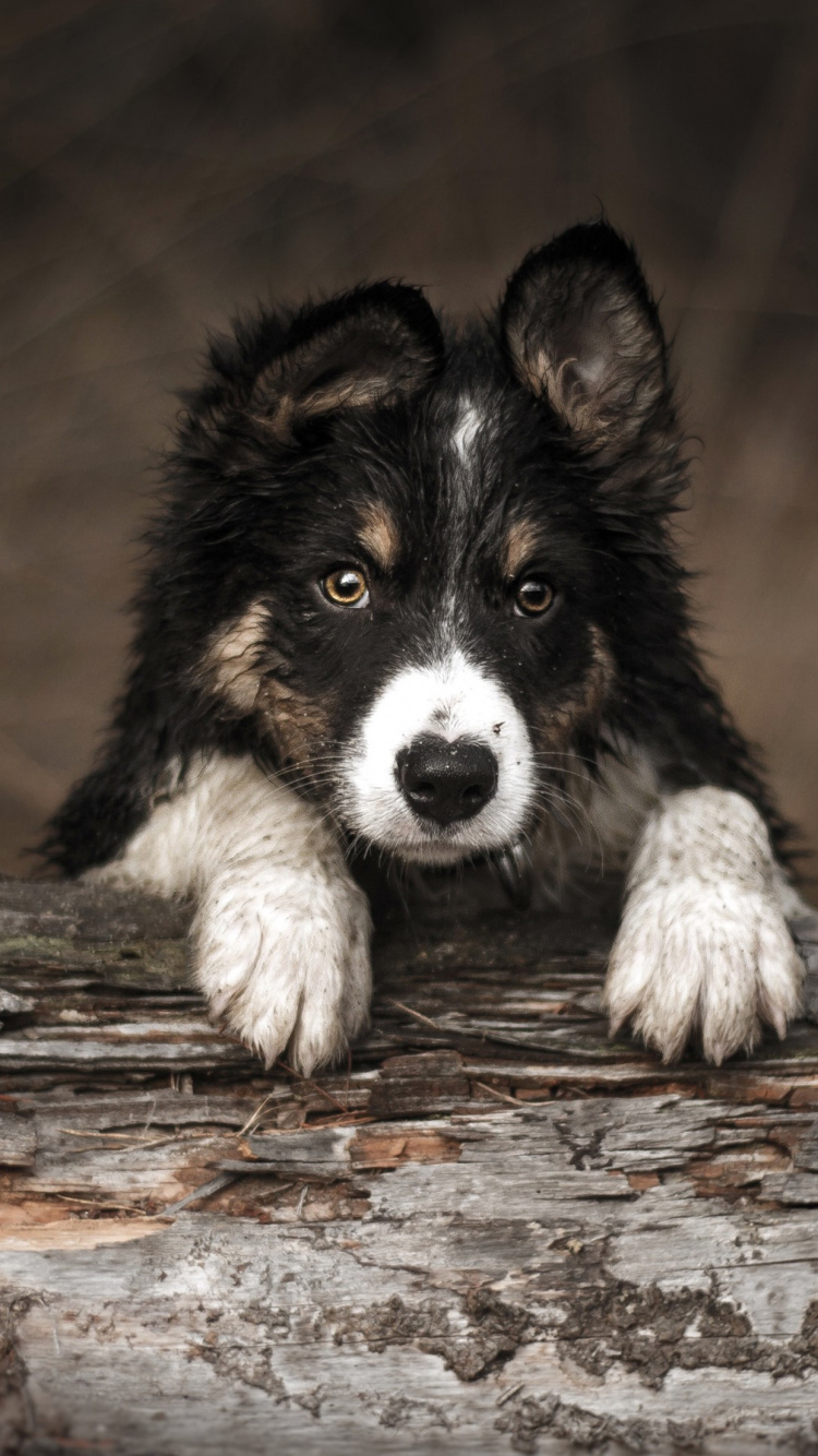 Обои датский дог, бордер колли, бигль, Себирская Хаски, колли длинношёрстный в разрешении 750x1334