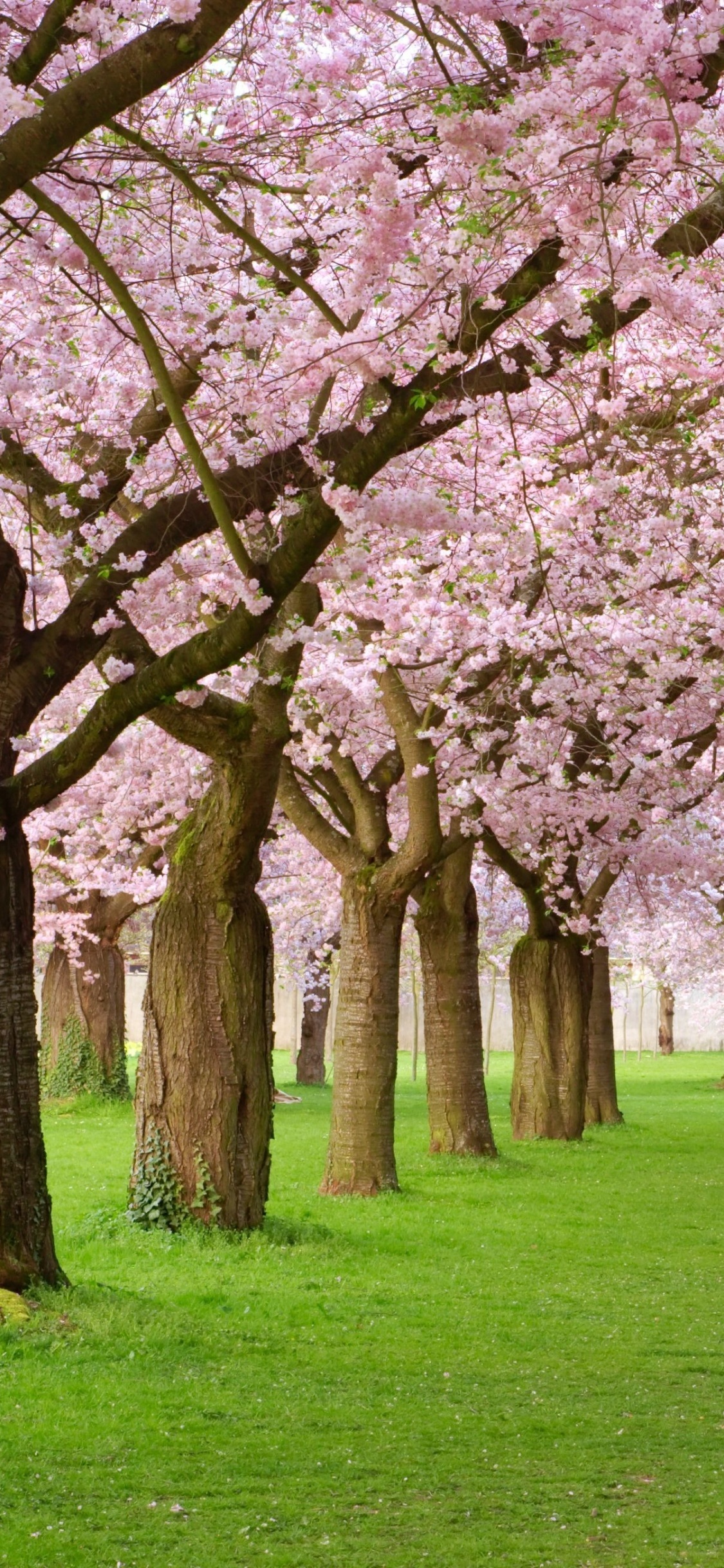 Обои цветение вишни, расцвет, дерево, весна, цветок в разрешении 1125x2436