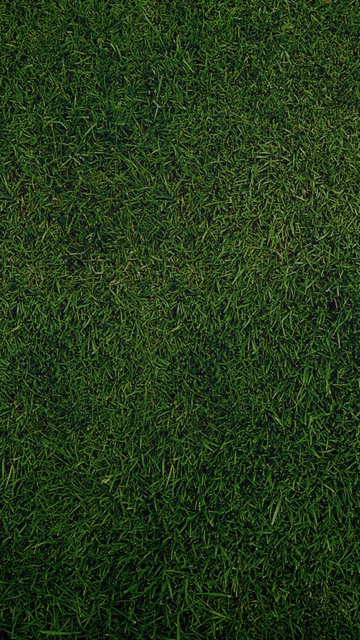Обои зеленый, растение, газон, семейство травы, сенокосное угодье в разрешении 720x1280