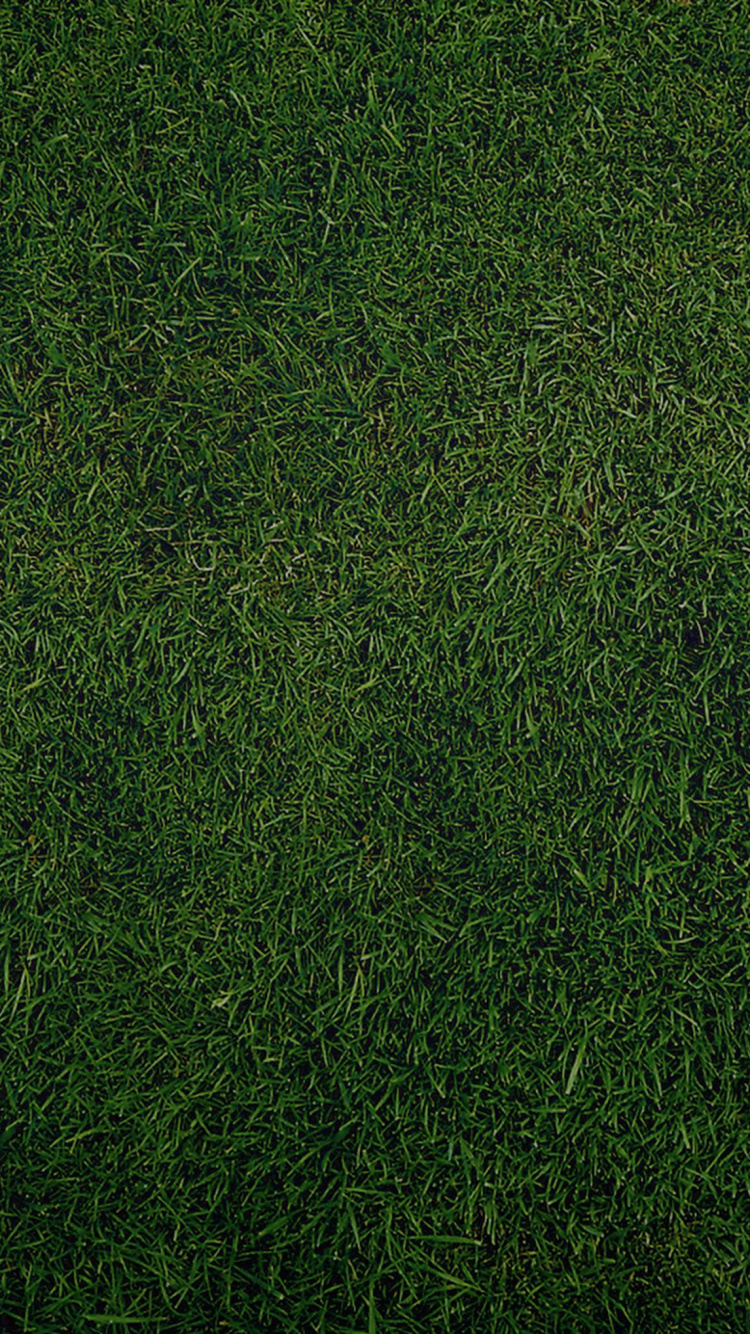 Обои зеленый, растение, газон, семейство травы, сенокосное угодье в разрешении 750x1334