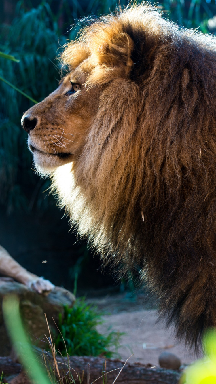 Обои Лев, большая кошка, живая природа, кошачьих, наземные животные в разрешении 750x1334