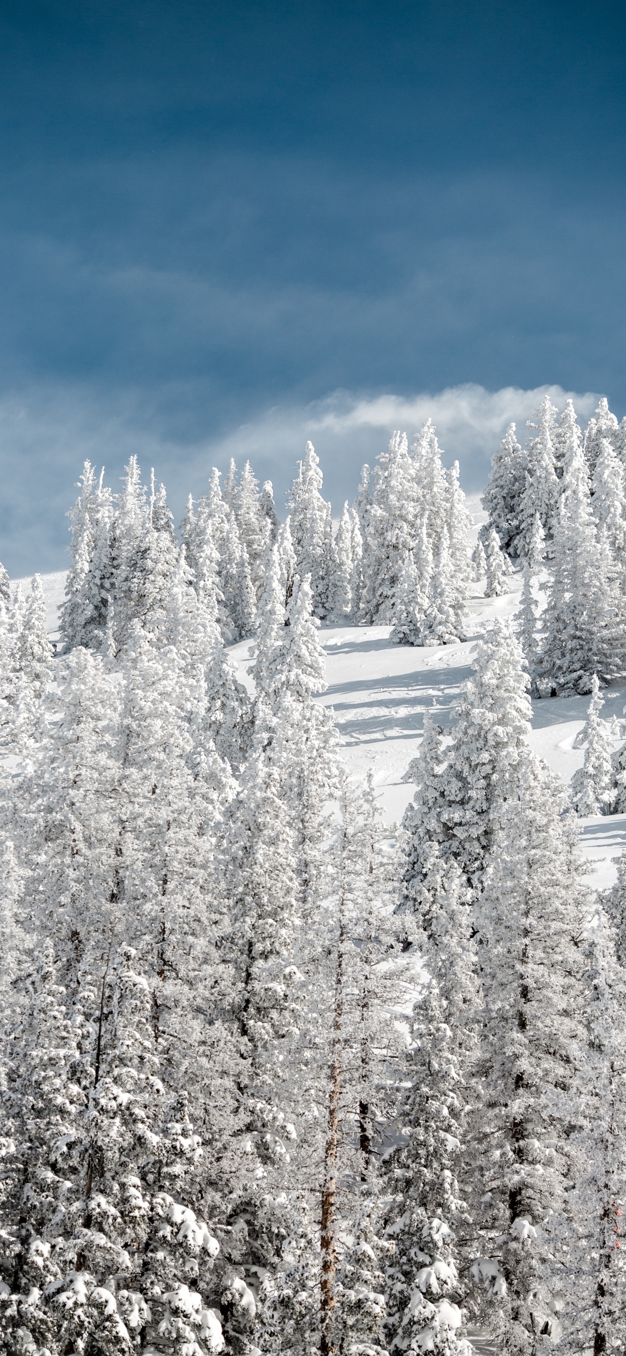 Обои снег, зима, дерево, мороз, замораживание в разрешении 1242x2688