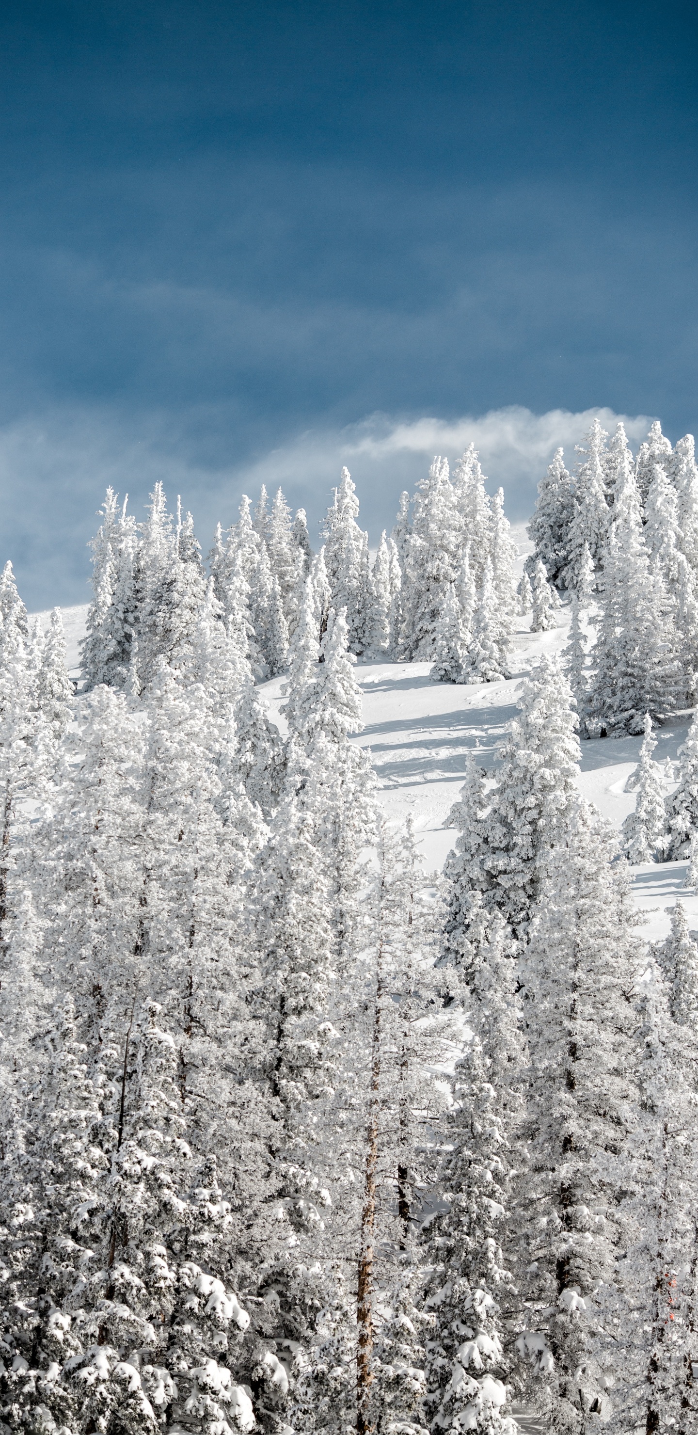 Обои снег, зима, дерево, мороз, замораживание в разрешении 1440x2960