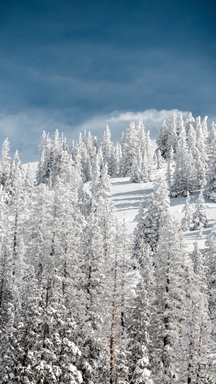 Обои снег, зима, дерево, мороз, замораживание в разрешении 720x1280