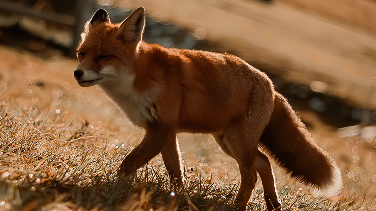 Обои сумчатое животное, древесина, олененок, наземные животные, морда в разрешении 1280x720