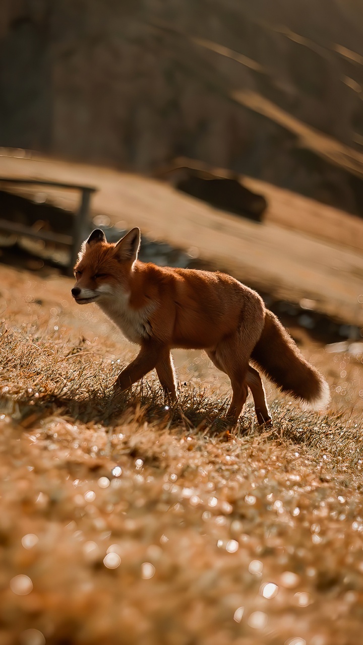 Обои сумчатое животное, древесина, олененок, наземные животные, морда в разрешении 720x1280
