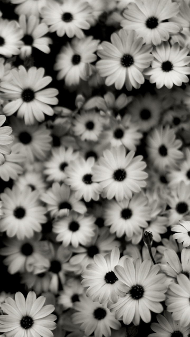 Обои черный и белый, черный, лепесток, Маргаритка, нивяник обыкновенный в разрешении 720x1280