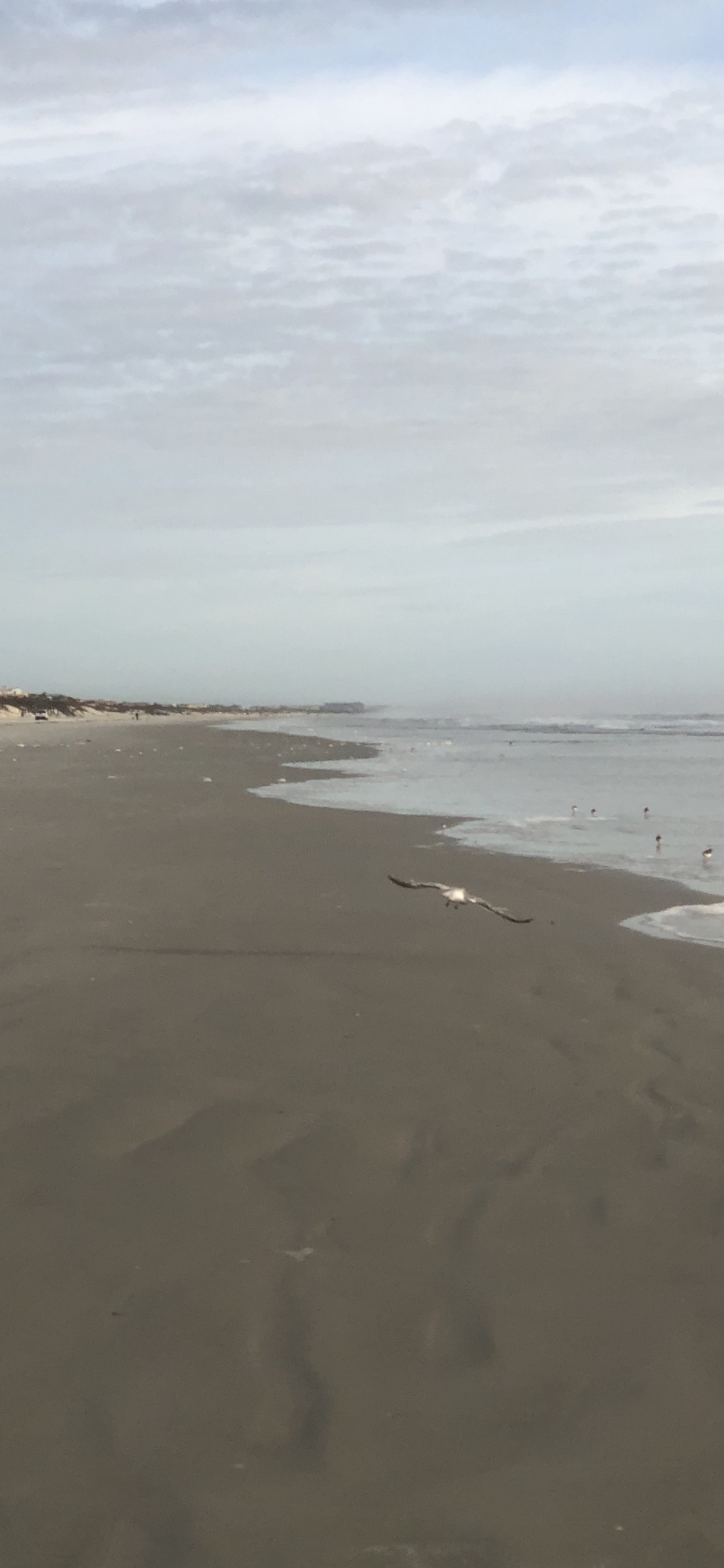 Обои море, мадфлэт, ветровая волна, прилив, водоем в разрешении 1242x2688