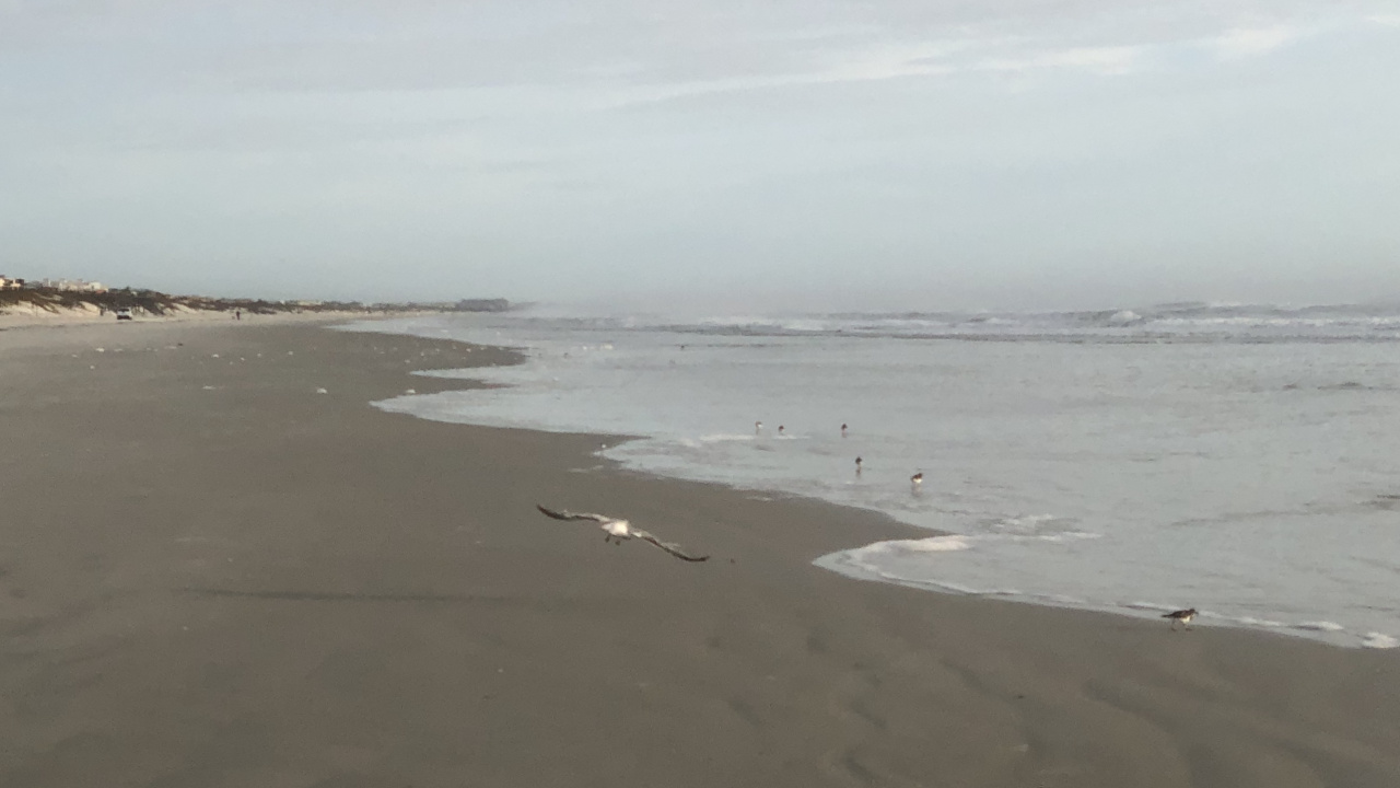 Обои море, мадфлэт, ветровая волна, прилив, водоем в разрешении 1280x720