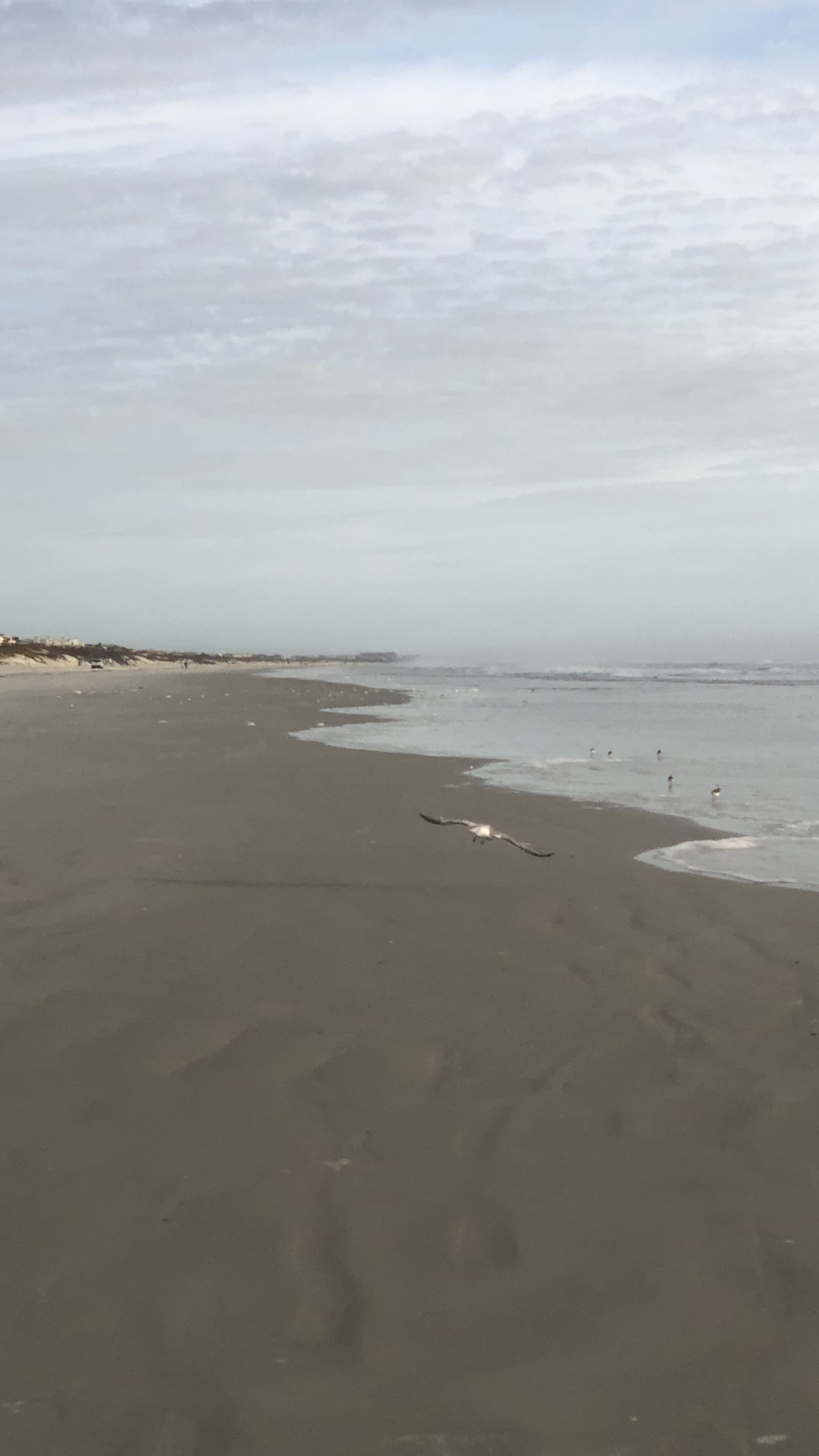 Обои море, мадфлэт, ветровая волна, прилив, водоем в разрешении 1440x2560