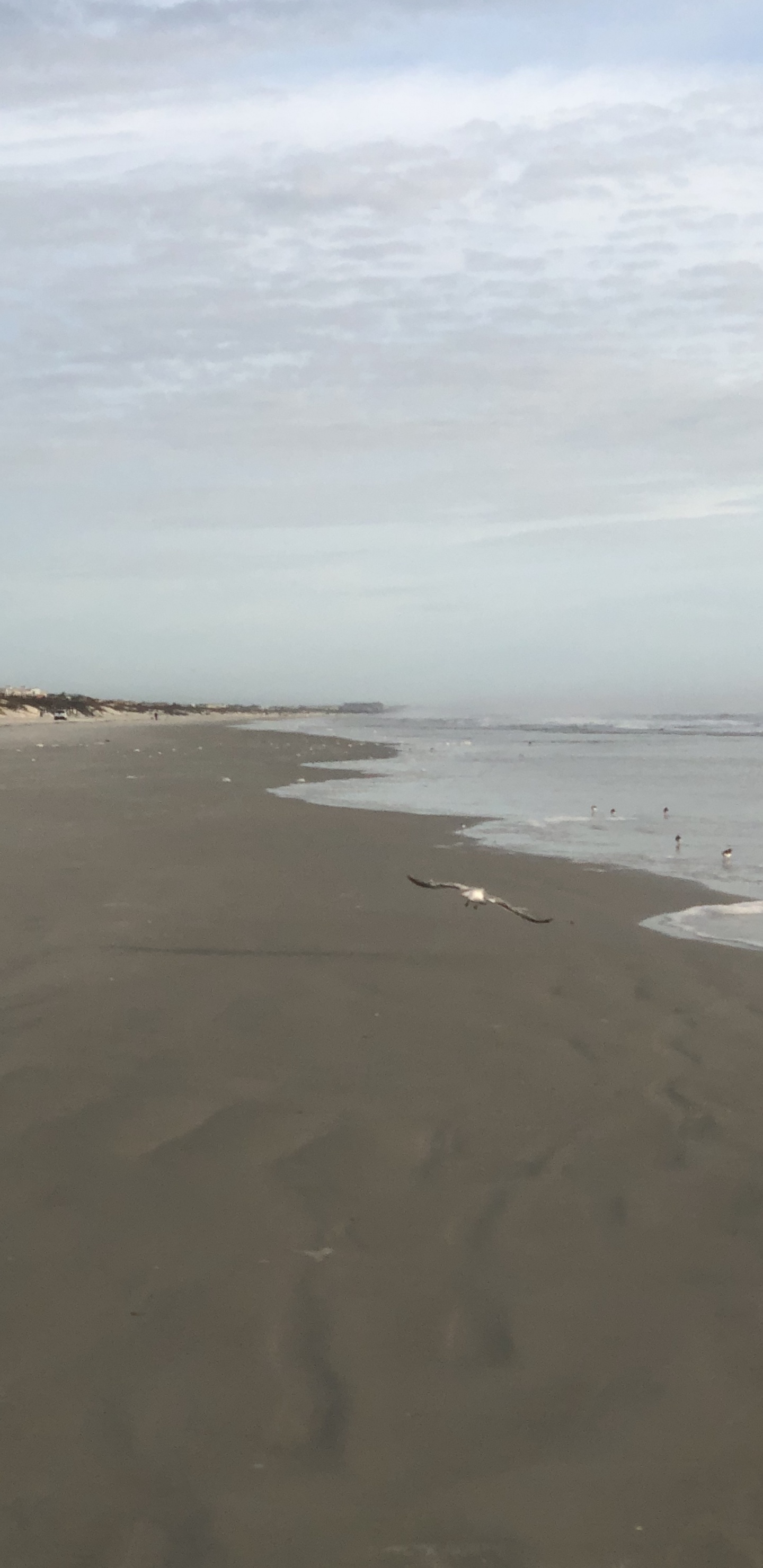 Обои море, мадфлэт, ветровая волна, прилив, водоем в разрешении 1440x2960