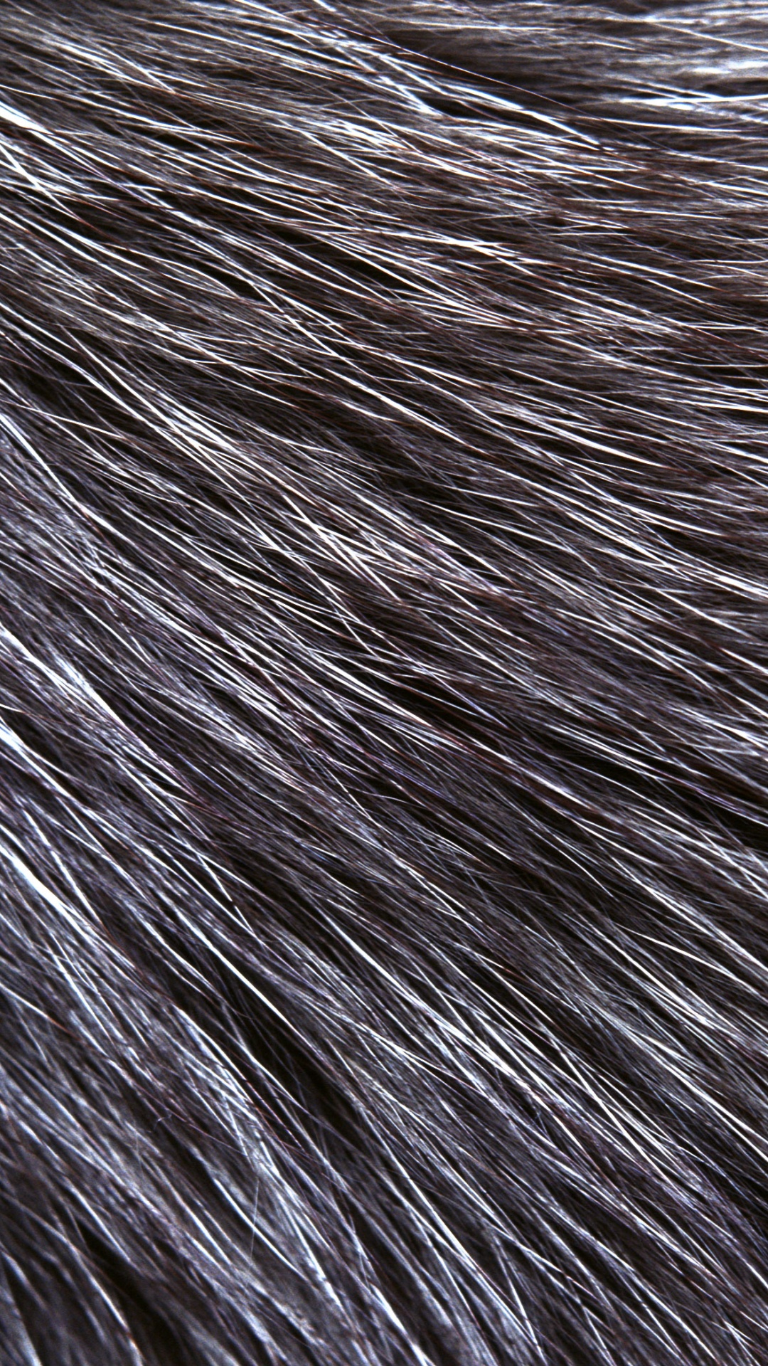 Обои мех, меховая одежда, кот, морда, Karusloom в разрешении 1080x1920