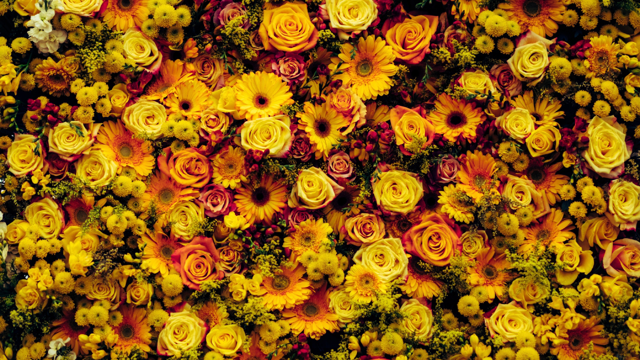 Обои цветок, цветочный дизайн, желтый, растение, флористика в разрешении 1280x720