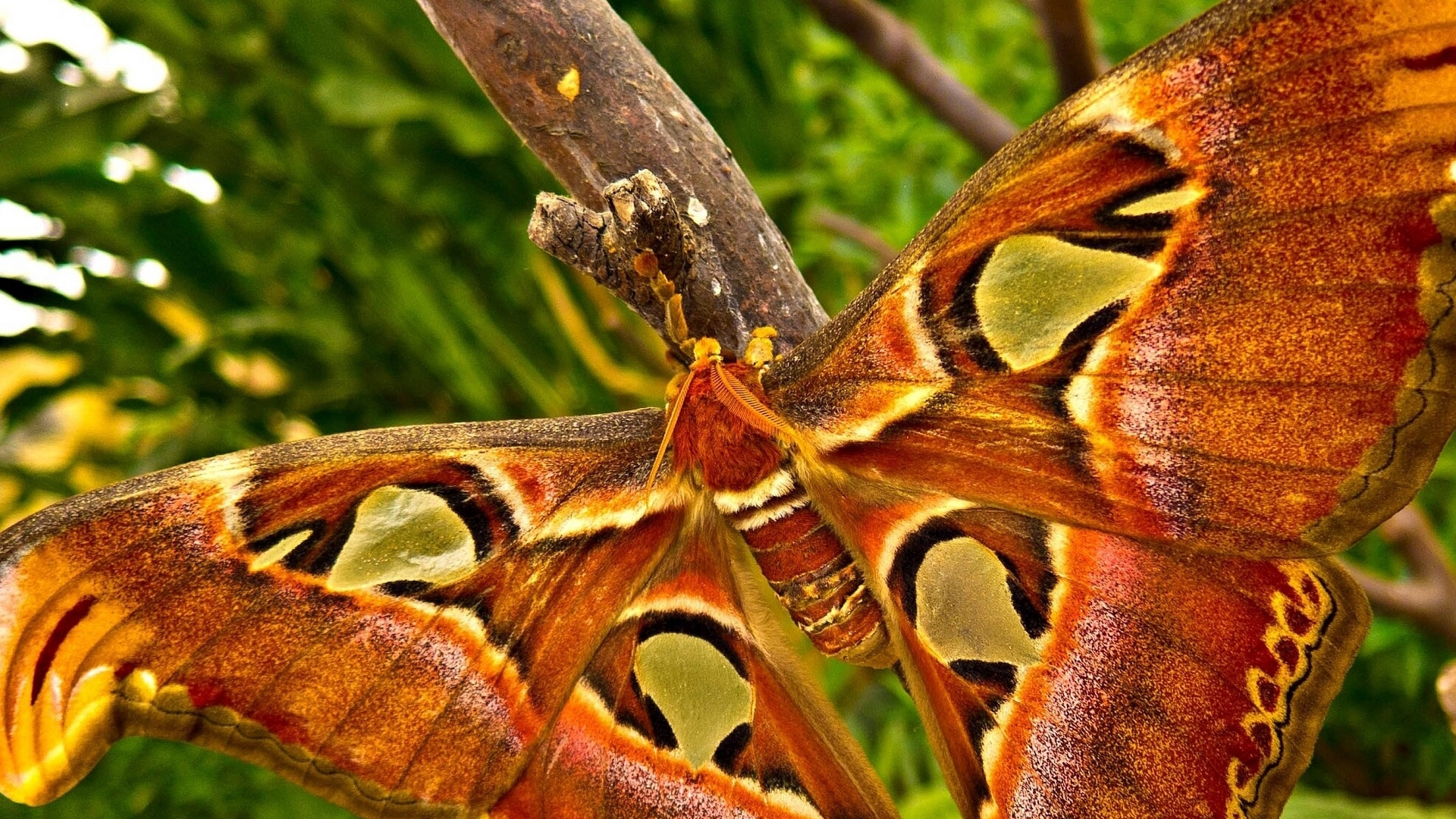 Обои насекомое, мотылек, бабочка, мотыльки и бабочки, беспозвоночных в разрешении 1920x1080