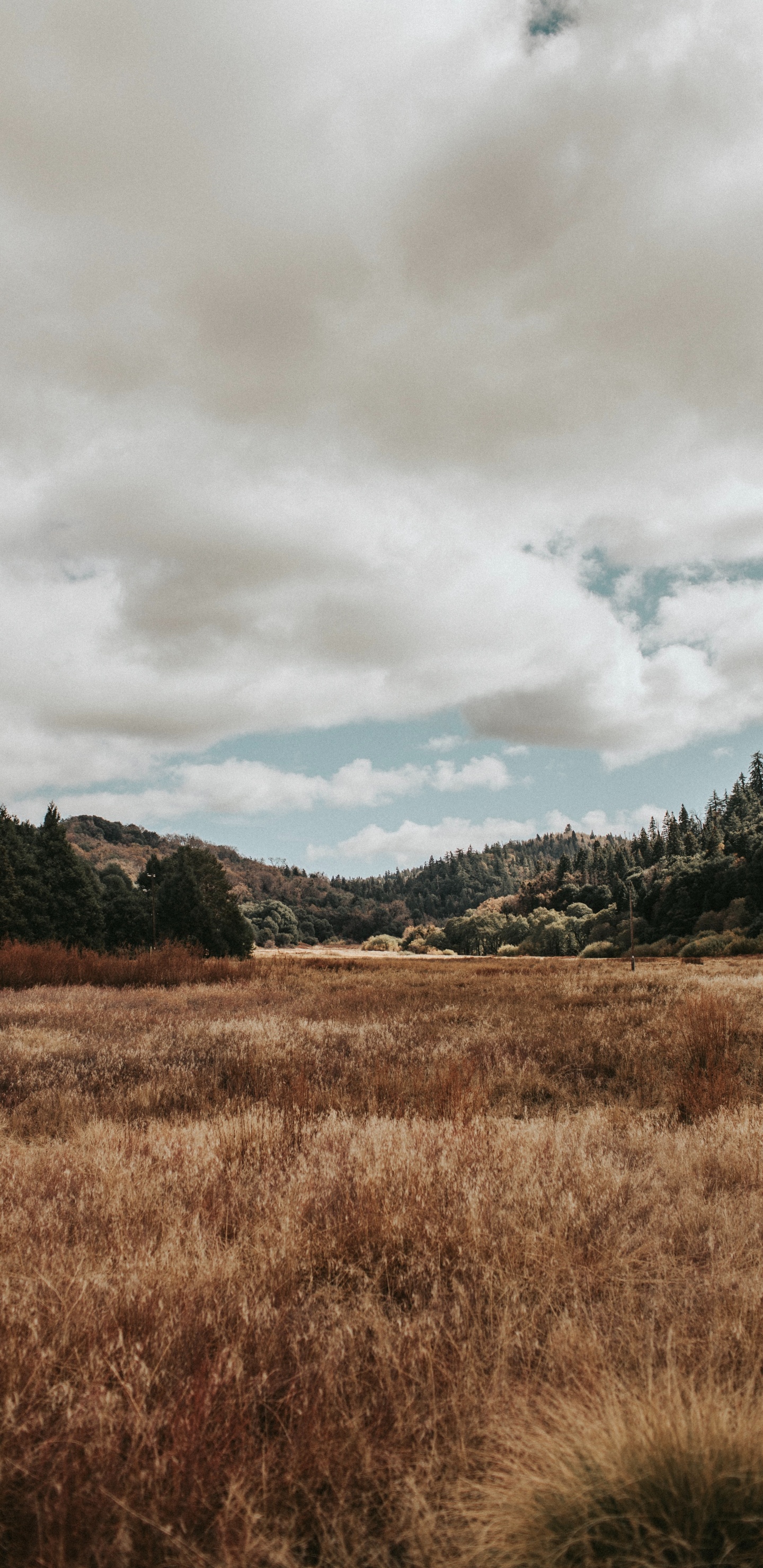 Обои природный ландшафт, природа, облако, окружающая среда, сенокосное угодье в разрешении 1440x2960