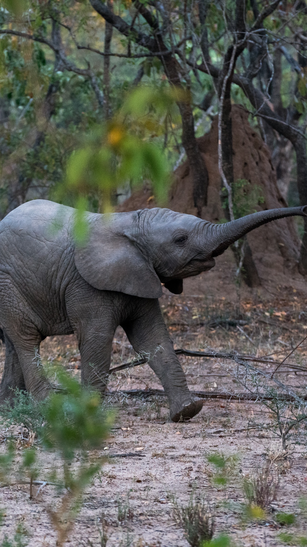 Обои Слон, индийский слон, спасти слонов, наземные животные, живая природа в разрешении 1080x1920