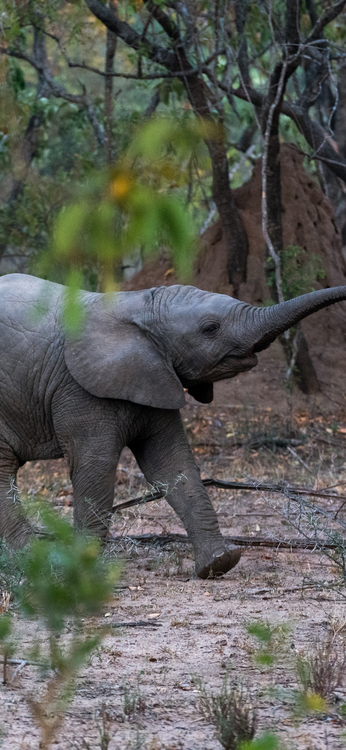 Обои Слон, индийский слон, спасти слонов, наземные животные, живая природа в разрешении 1125x2436