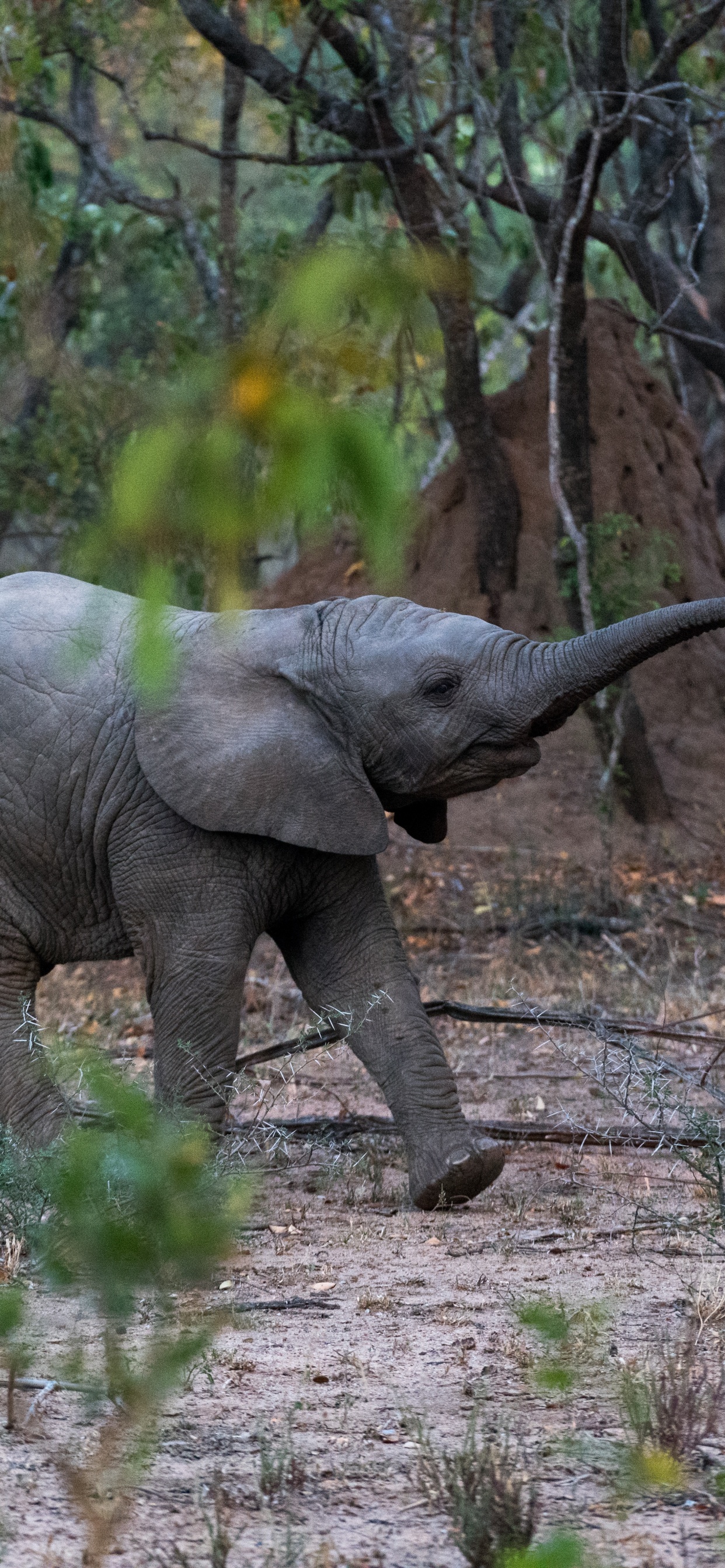 Обои Слон, индийский слон, спасти слонов, наземные животные, живая природа в разрешении 1242x2688