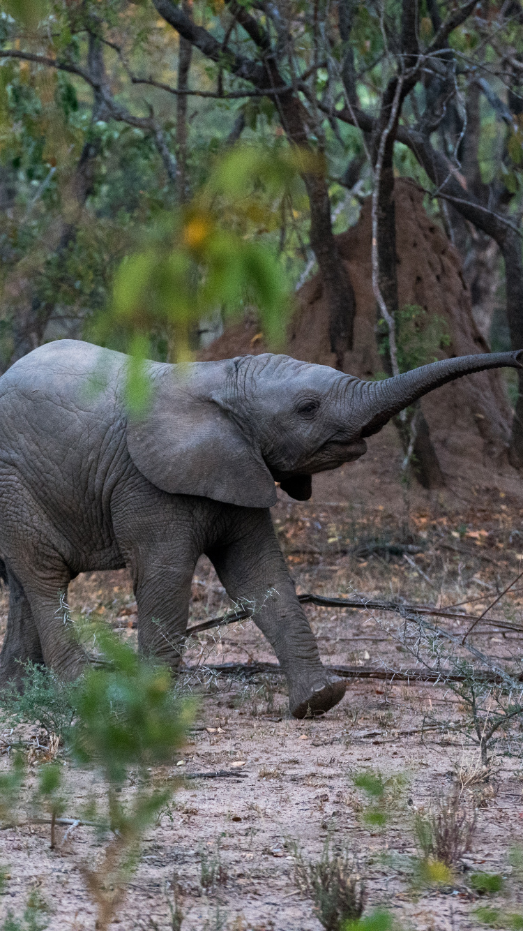 Обои Слон, индийский слон, спасти слонов, наземные животные, живая природа в разрешении 750x1334