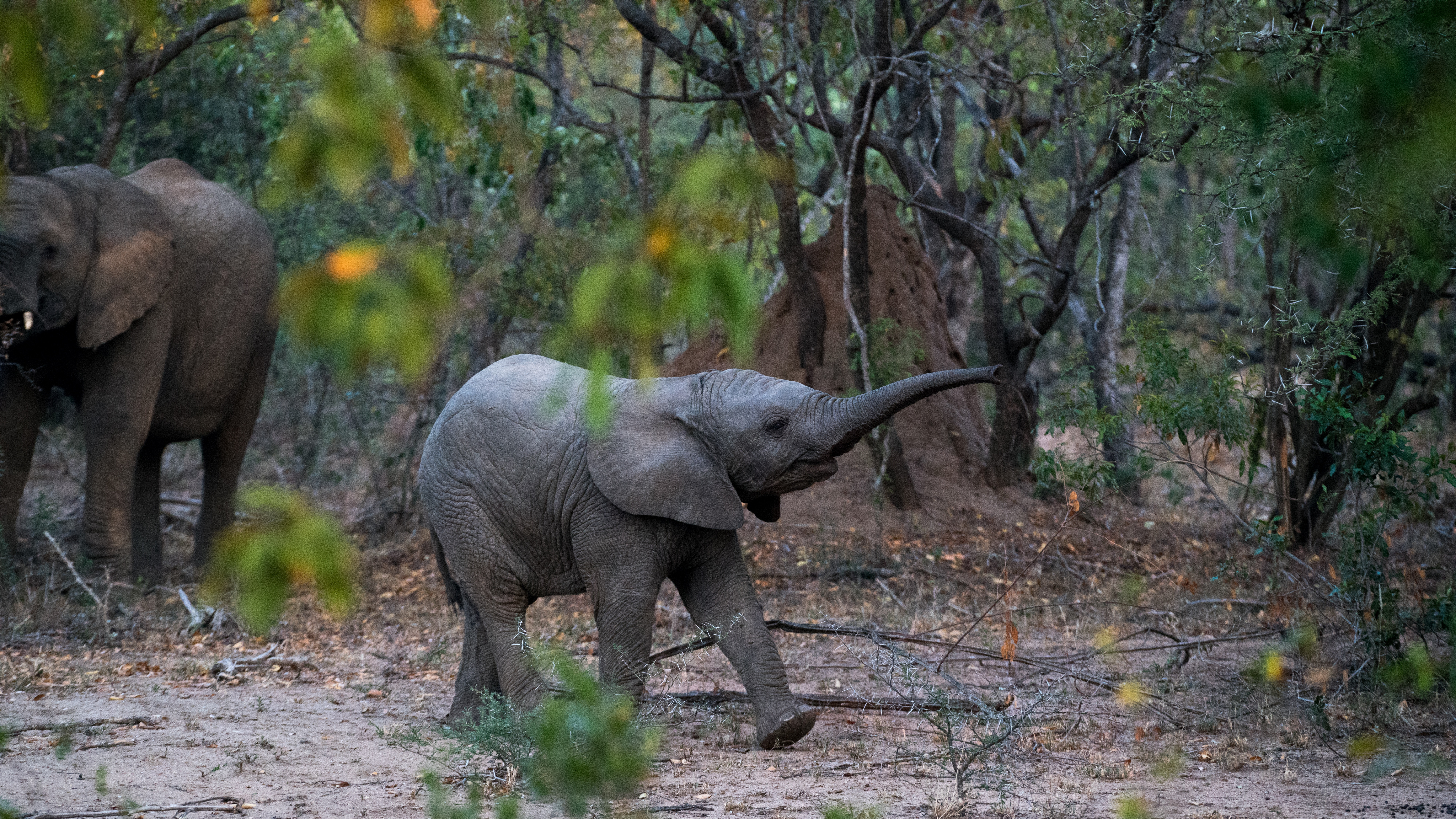 Обои Слон, индийский слон, спасти слонов, наземные животные, живая природа в разрешении 7680x4320