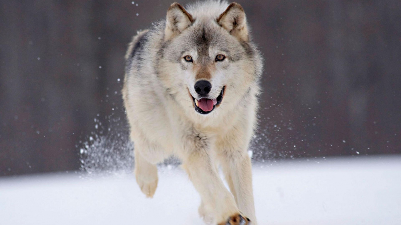 Обои арктический волк, пес, Псовые, гренландская собака, собака породы в разрешении 1366x768